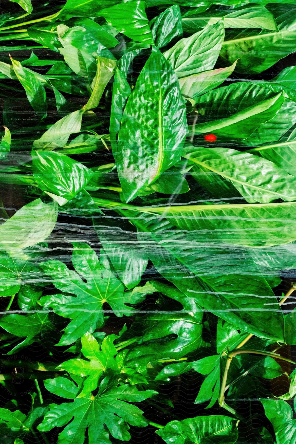 A close-up of Devil's Ivy plant with plastic wrap