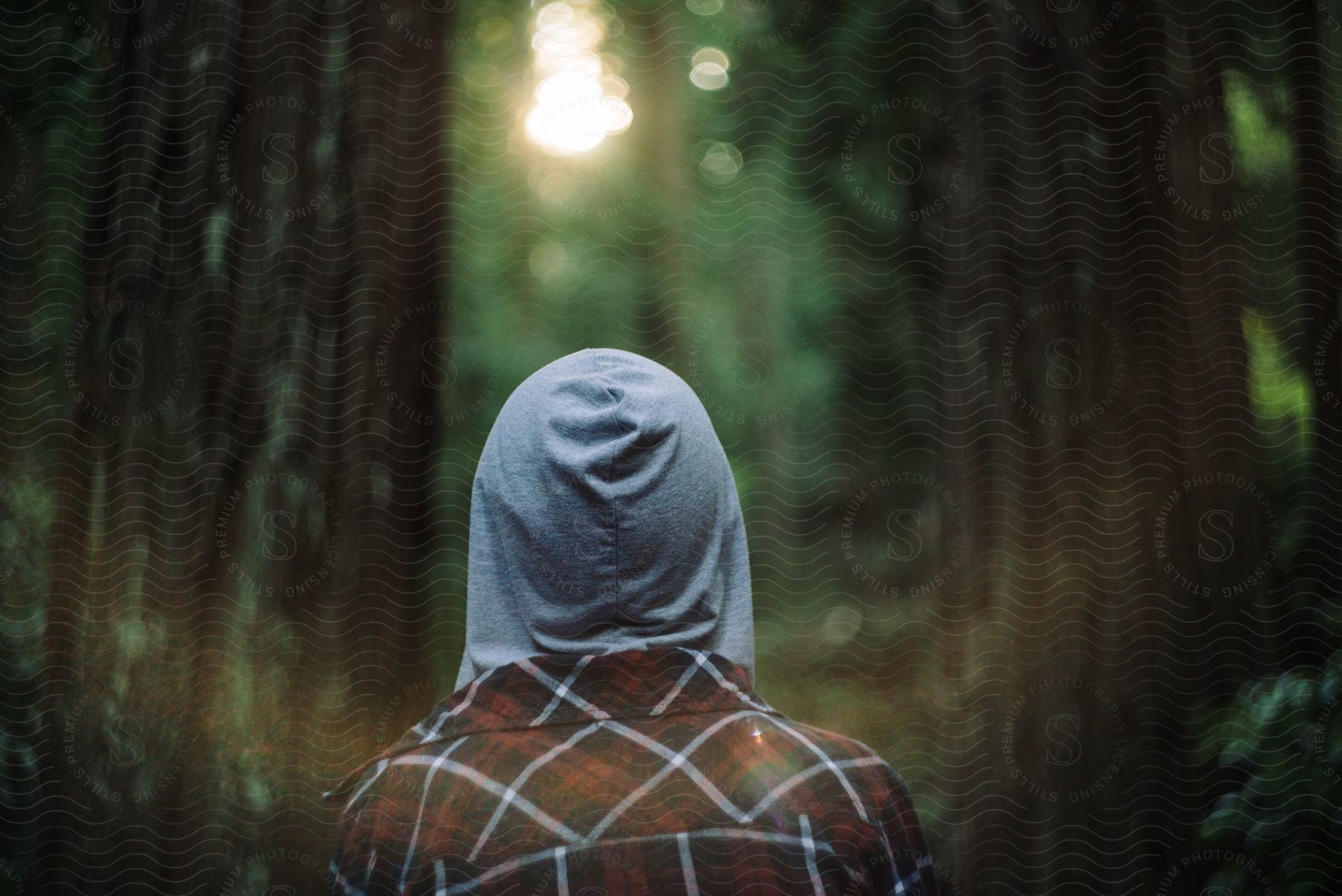 A person in a plaid shirt with a gray hood walks between rows of trees in the forest in late afternoon.