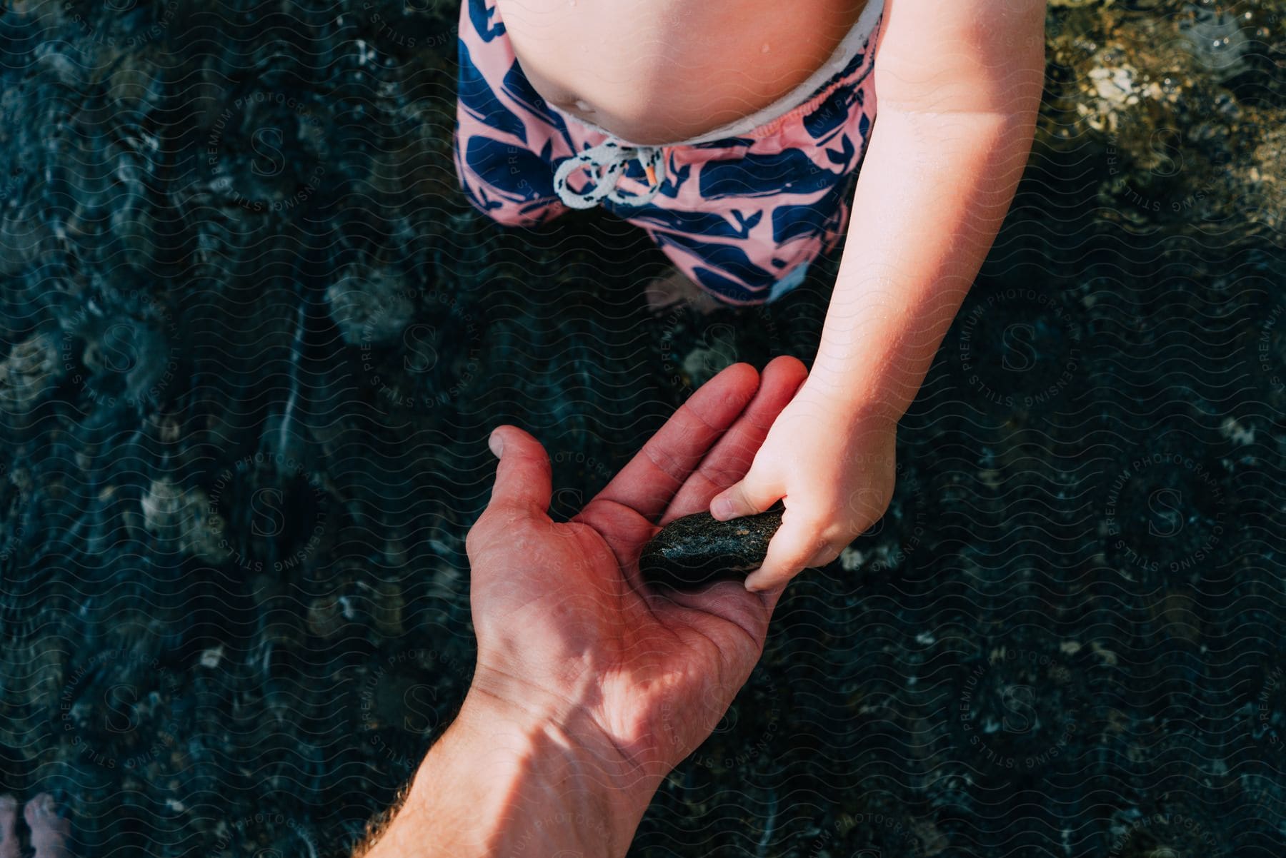 Toddler wears swim trunks standing on rocky shore, passes rock to person's open hand