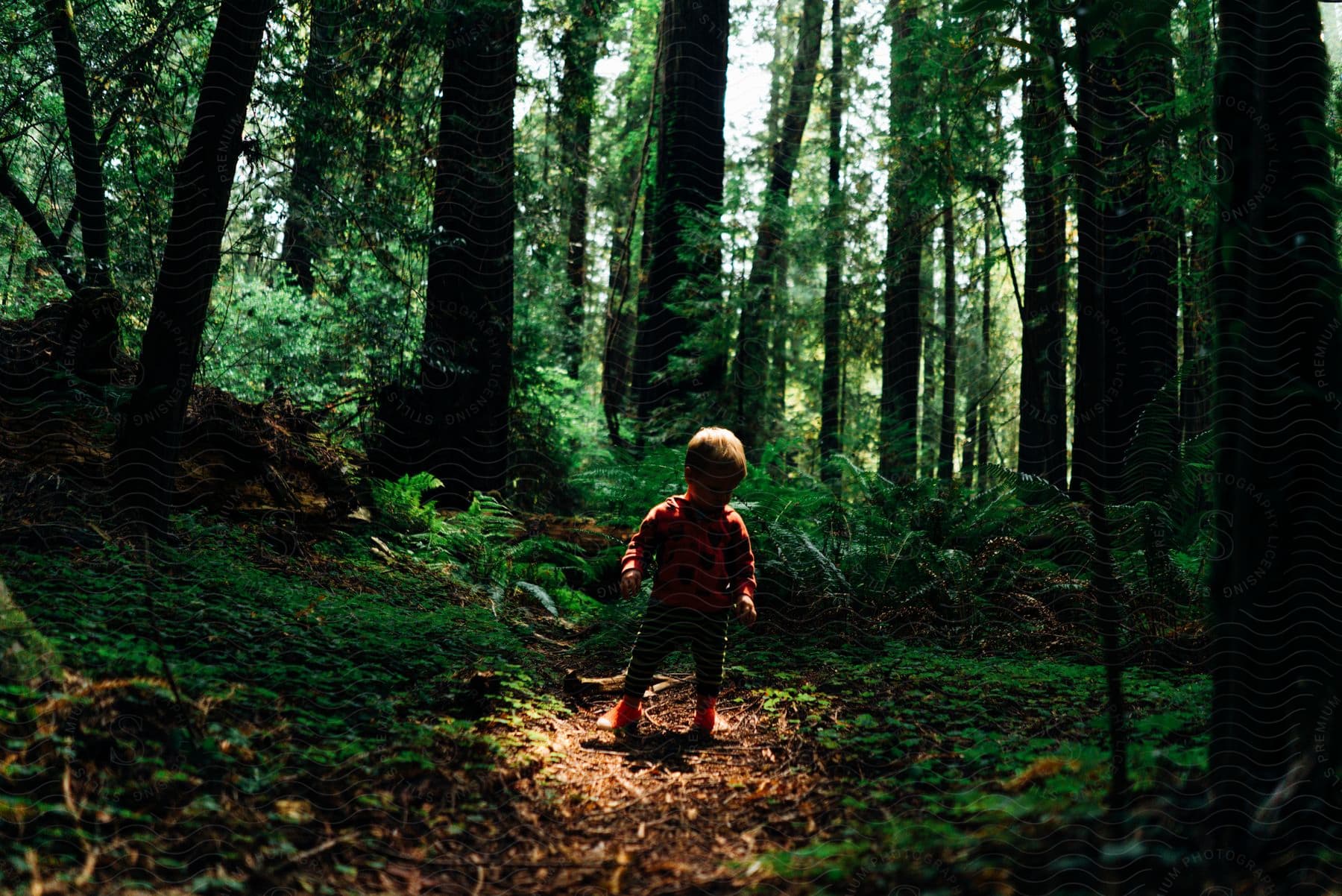 A young boys stands on a mulched trail in a lush green forest during summer.