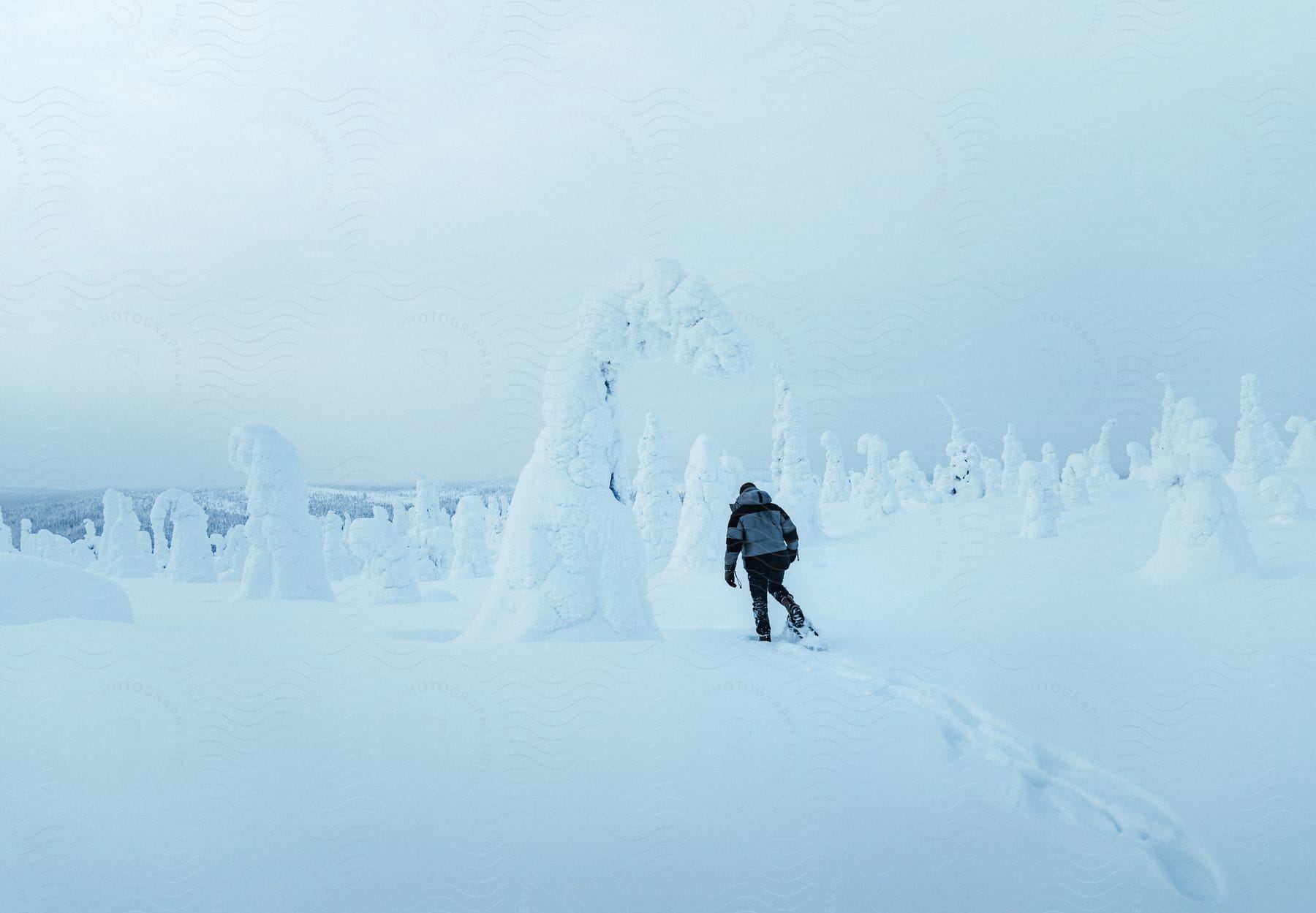 A man hiking amid the mid-winter trees of Riisitunturi, covered by crown snow