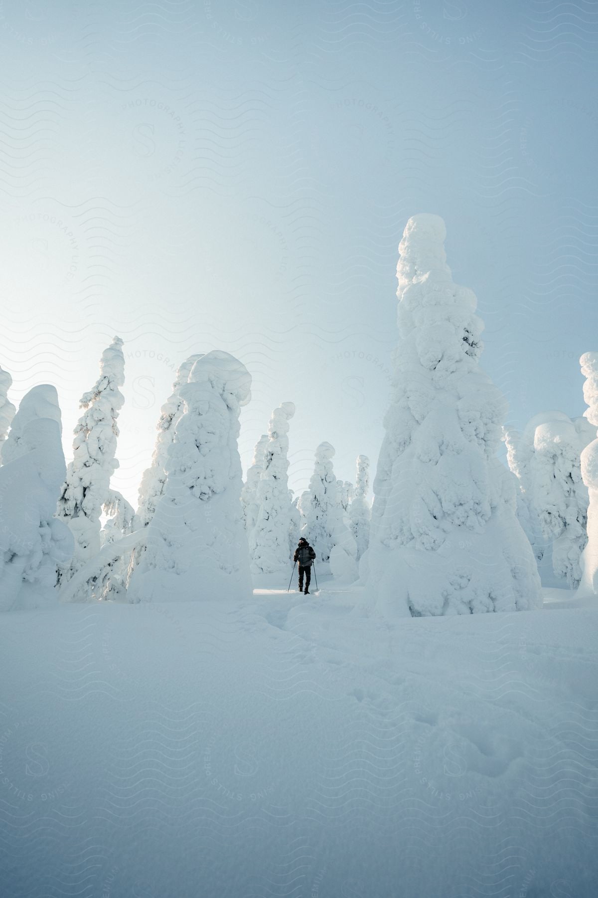 A man is hiking in Riisitunturi during mid-winter, and the trees there are covered by crown snow."