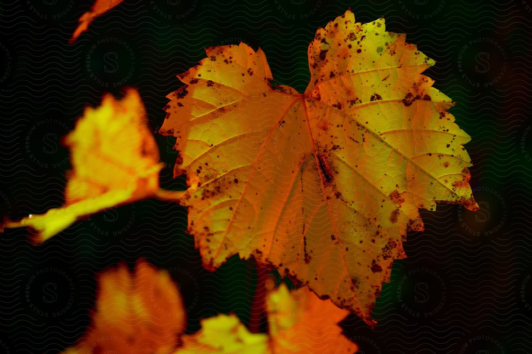 Close up of brown Maple leaves against black background