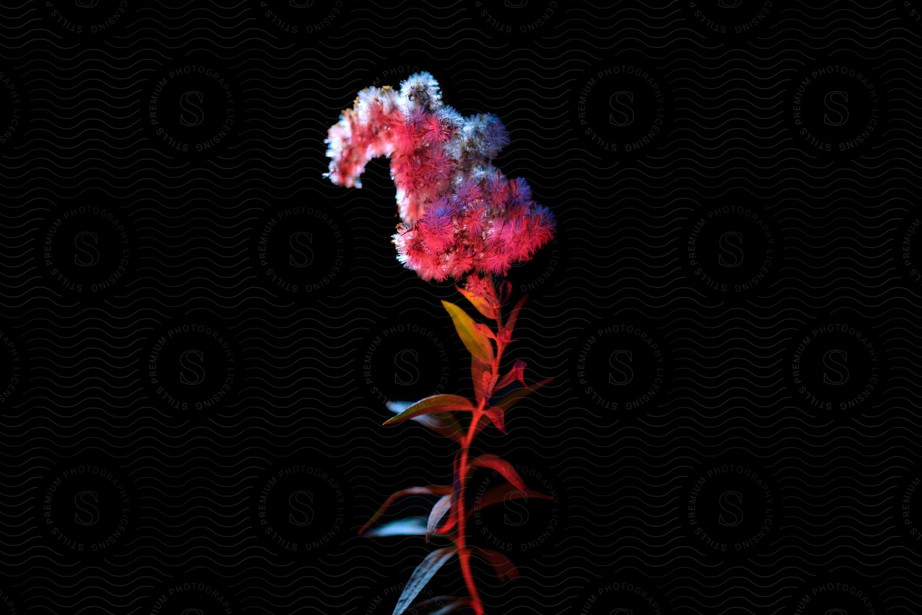 Floral seed head under red lighting