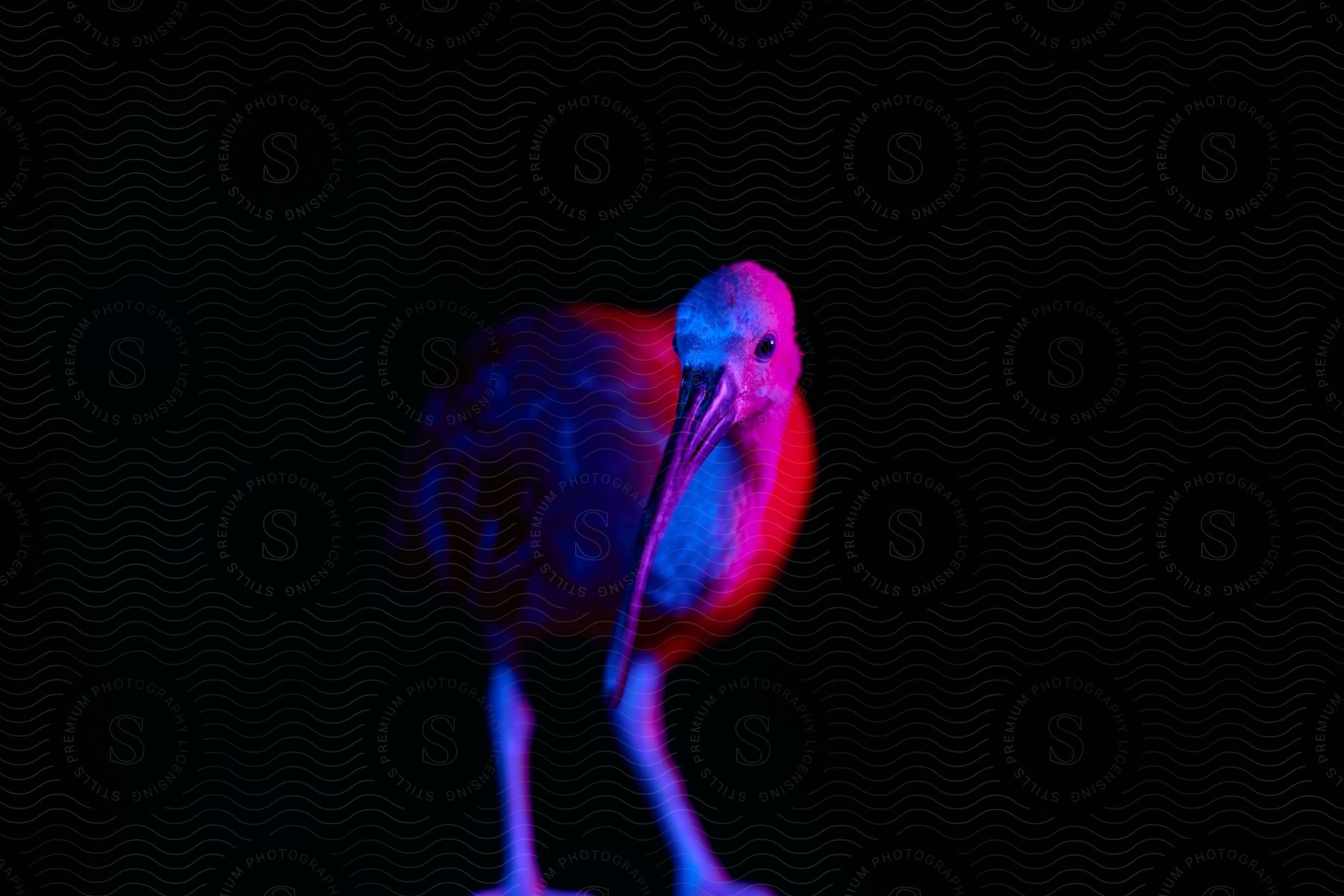 Red and blue lights highlight a bird with a long beak against a black background.