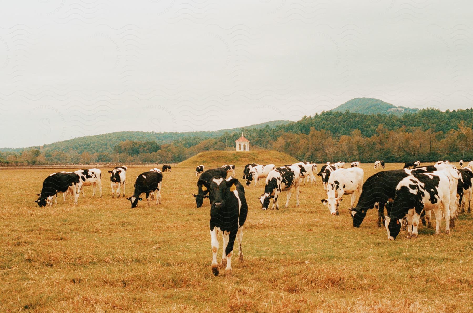 A herd of cows grazing on a lawn in the meadow