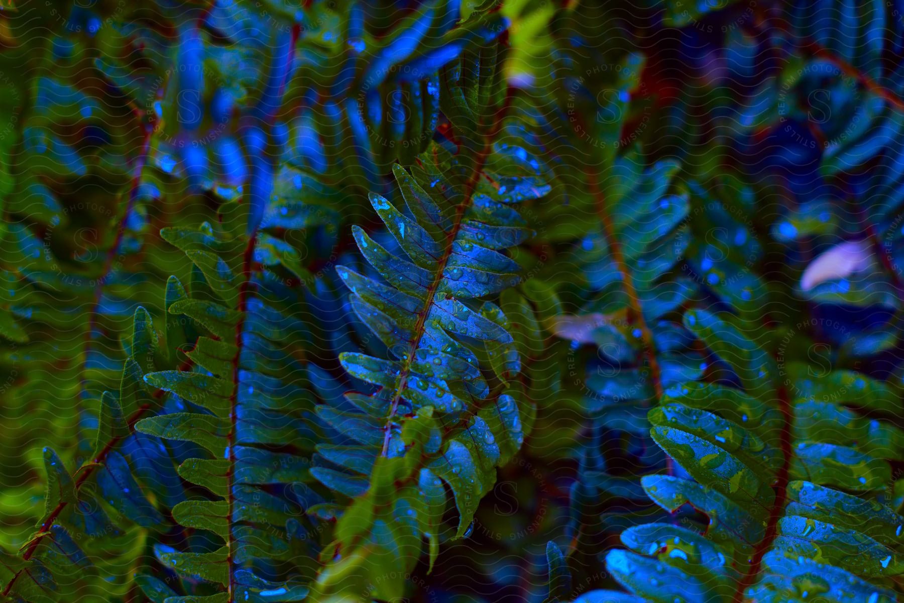 Close-up of a green plant with blue leaves and water droplets.