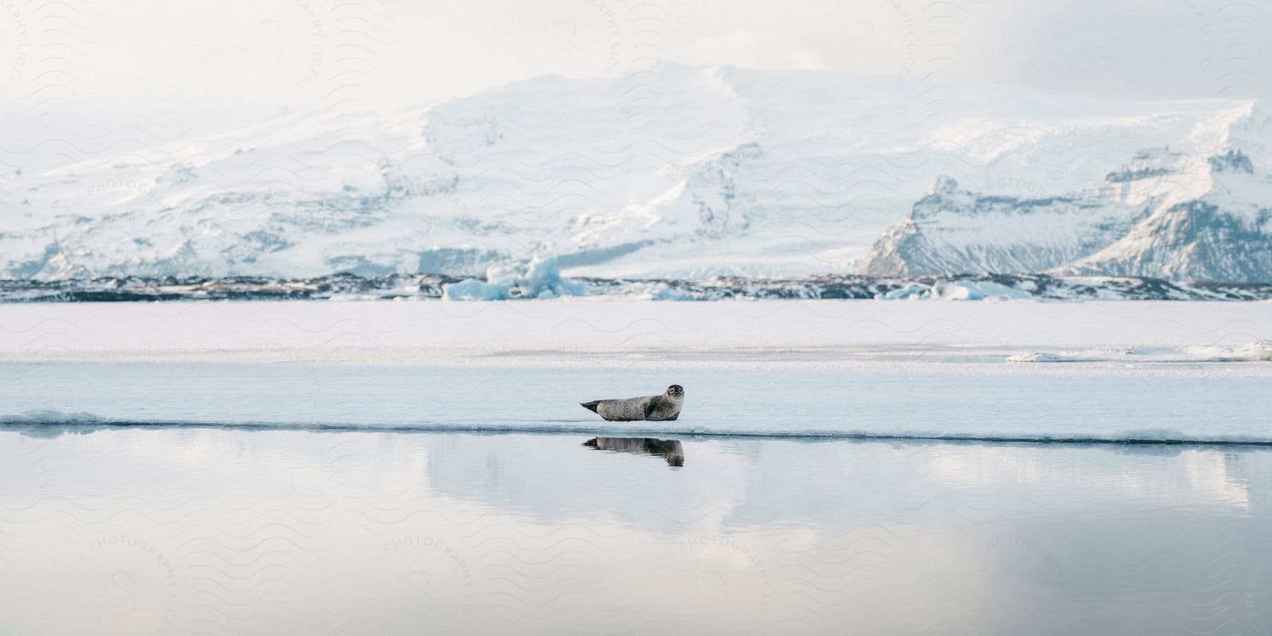 An arctic seal lays on the edge of the ice near the water with glacial landforms in the distance