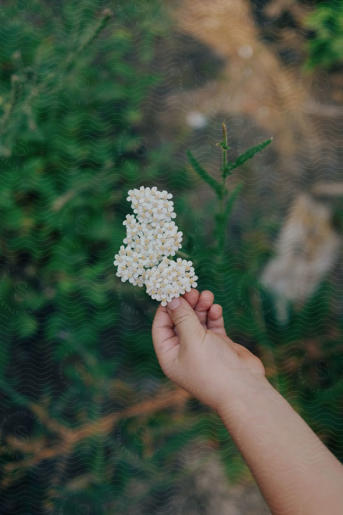 A child is in the woods with their hand out holding white flowers