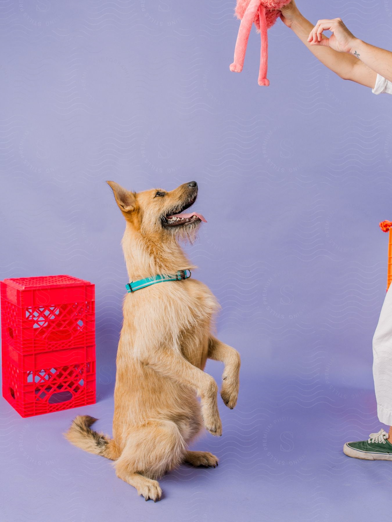 A woman playing with a dog and stuffed animals.