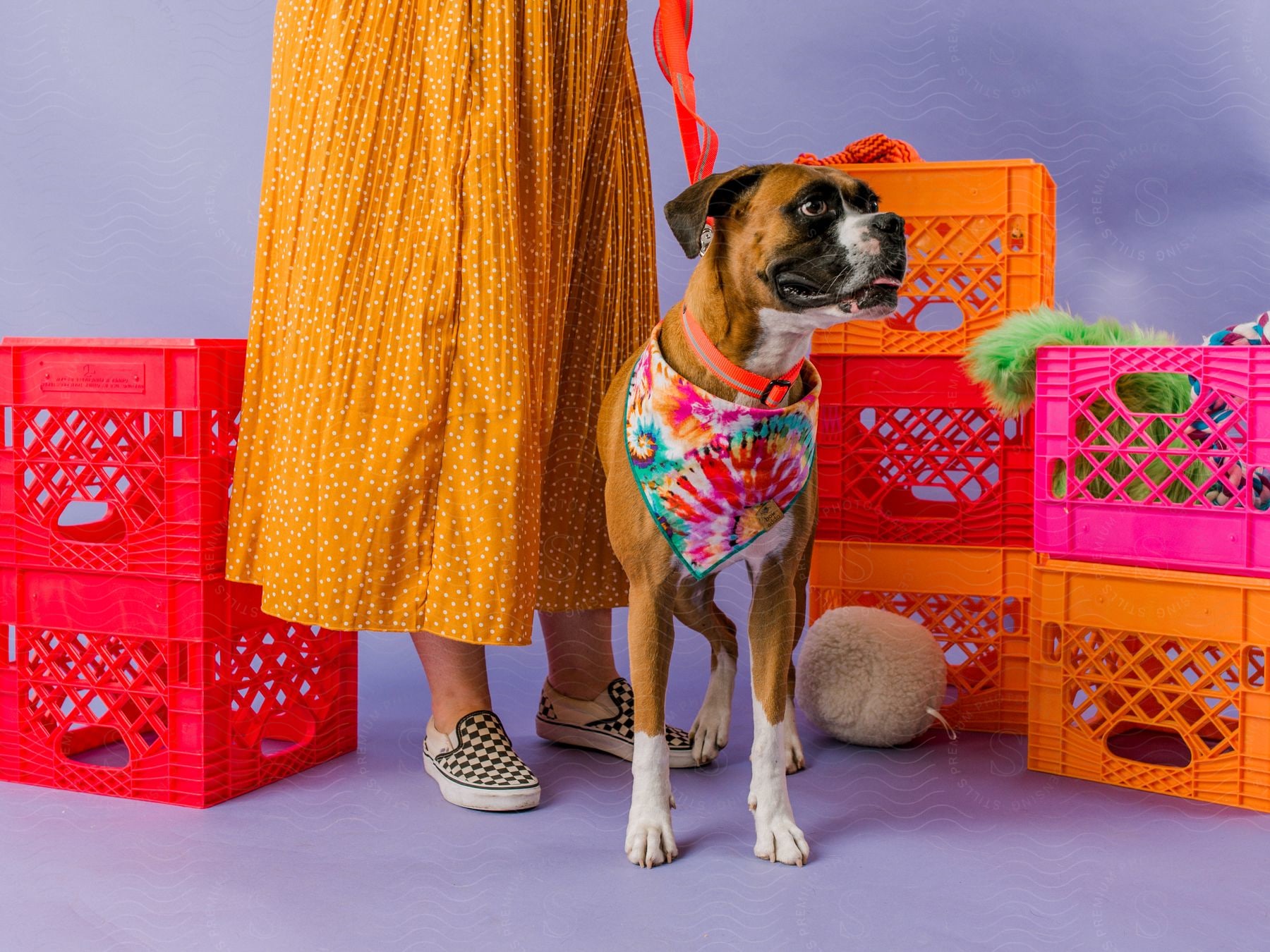 A dog wearing a colorful bandana stands next to some colorful crates. A person wearing yellow holds a red leash.