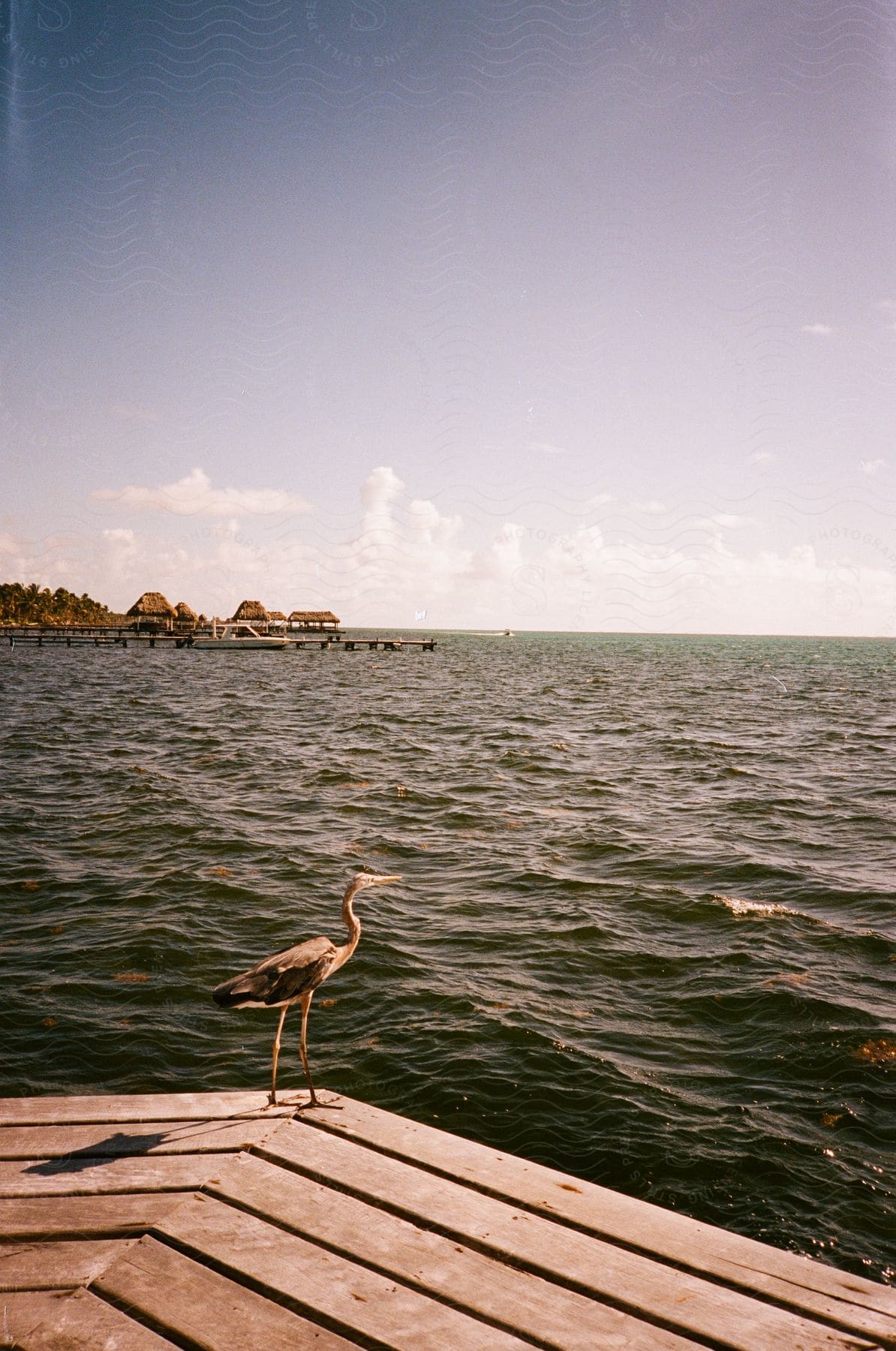 Wading bird stands on dock across water from boat docked near huts.