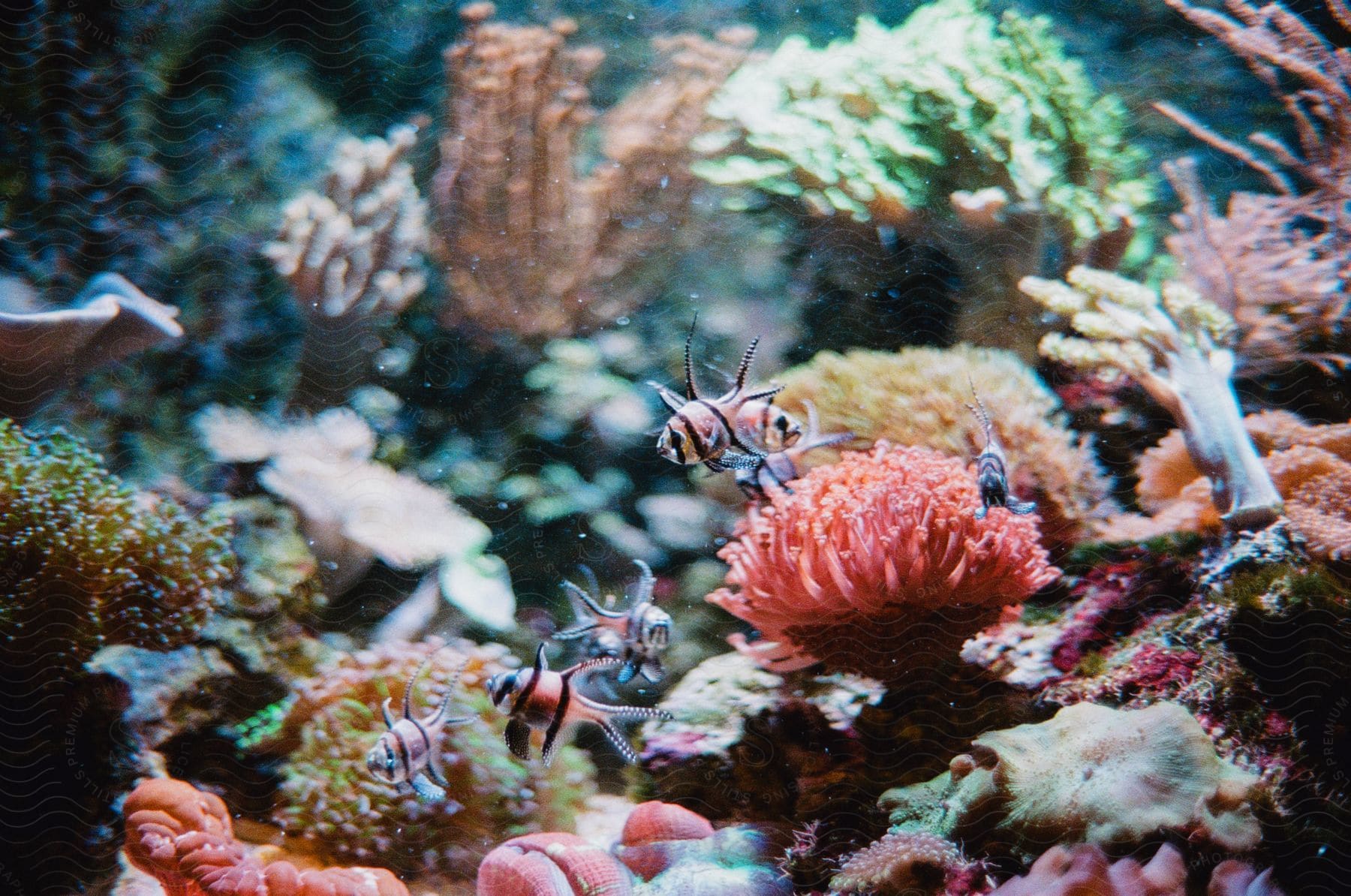 Many small fish are swimming near the reef.