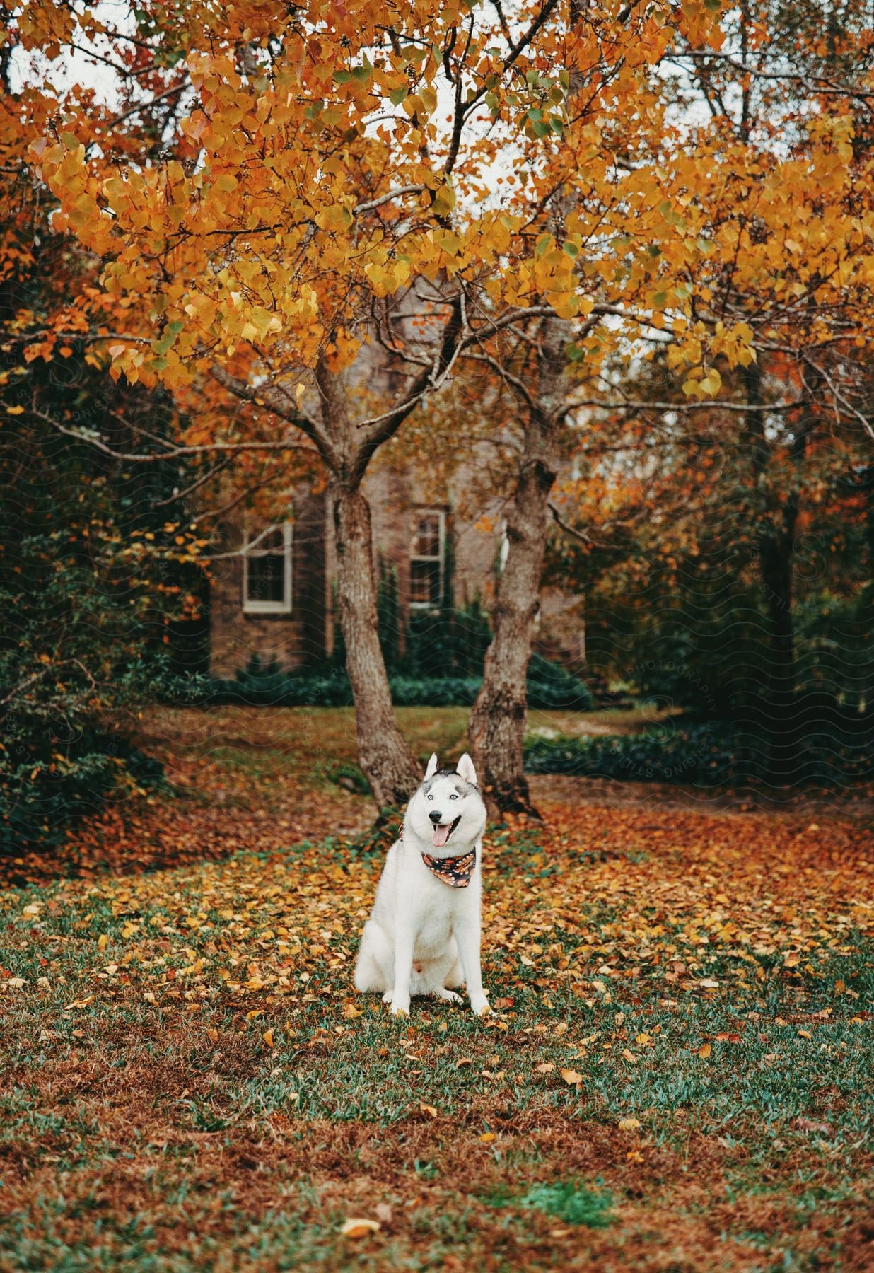 Dog wearing bandana sits among fallen leaves in yard of large house.