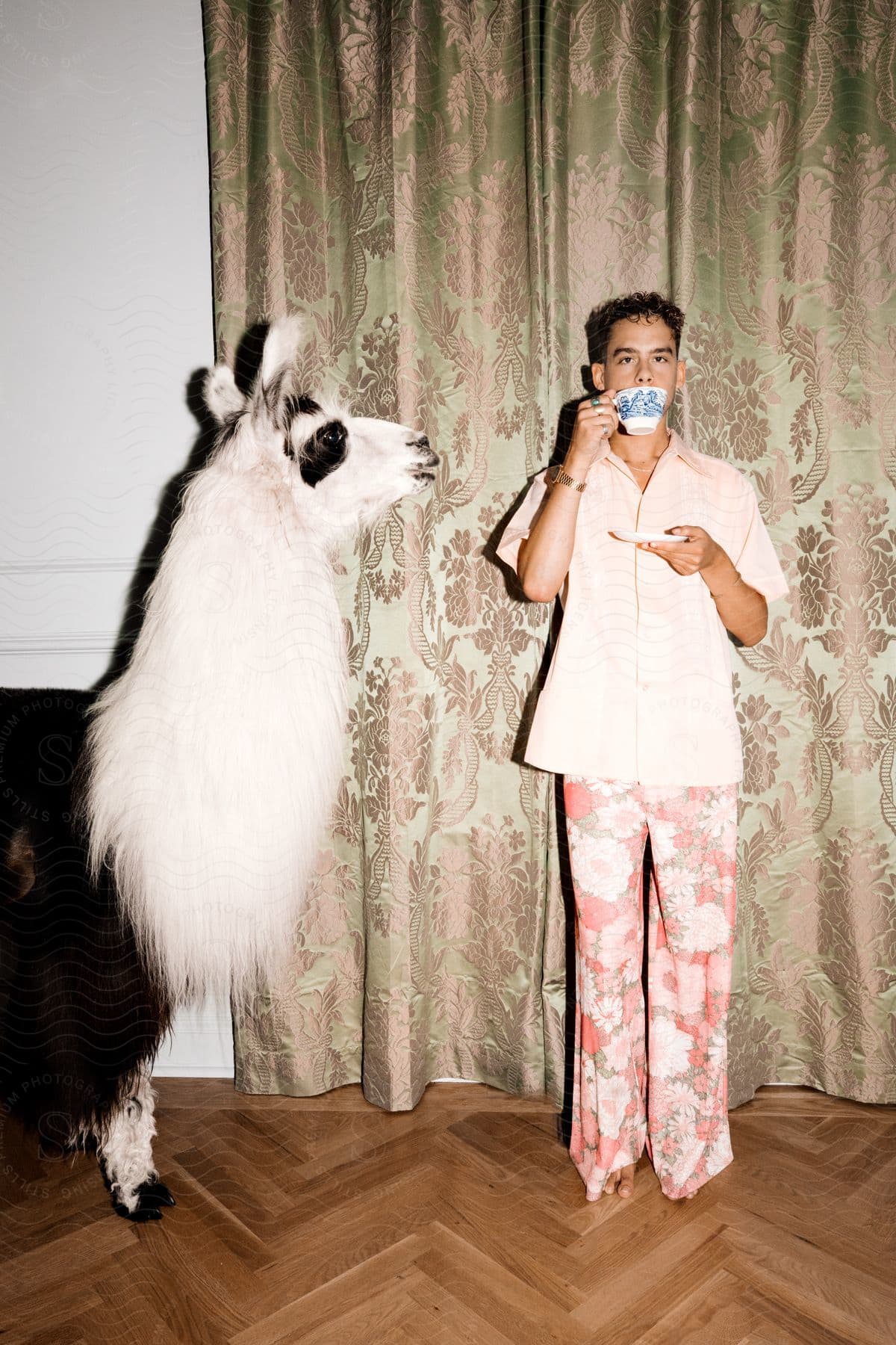 A fashionable man in pink floral attire enjoys a cup of coffee beside a striking black and white llama, against a backdrop of a curtained window.