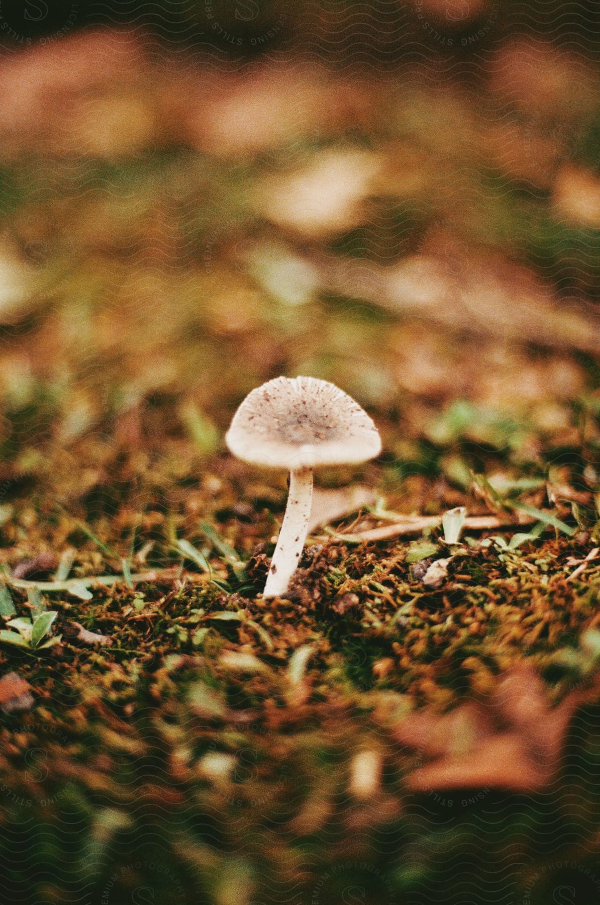 a mushroom growing in the soil