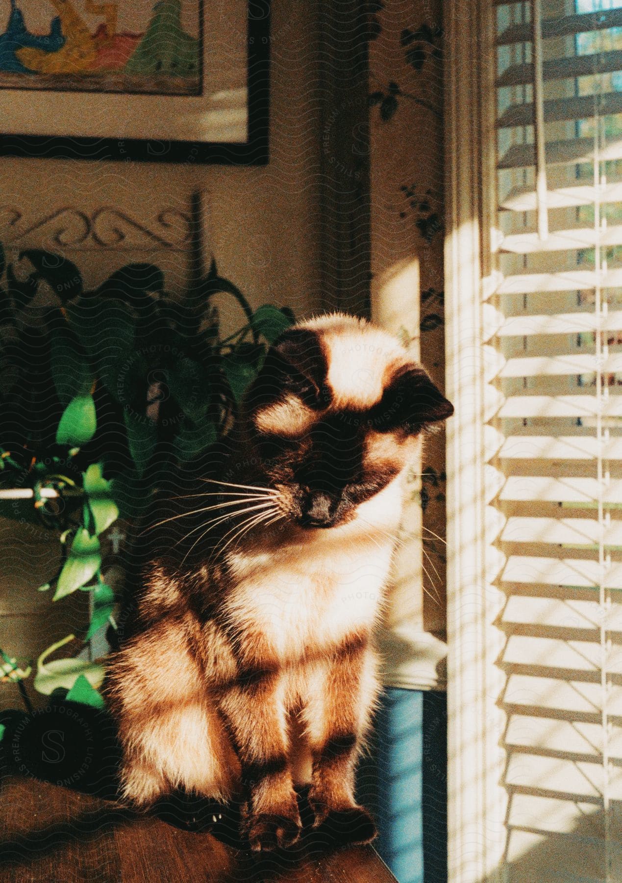 A cat is sitting on a table with the sun shining in through the blinds.