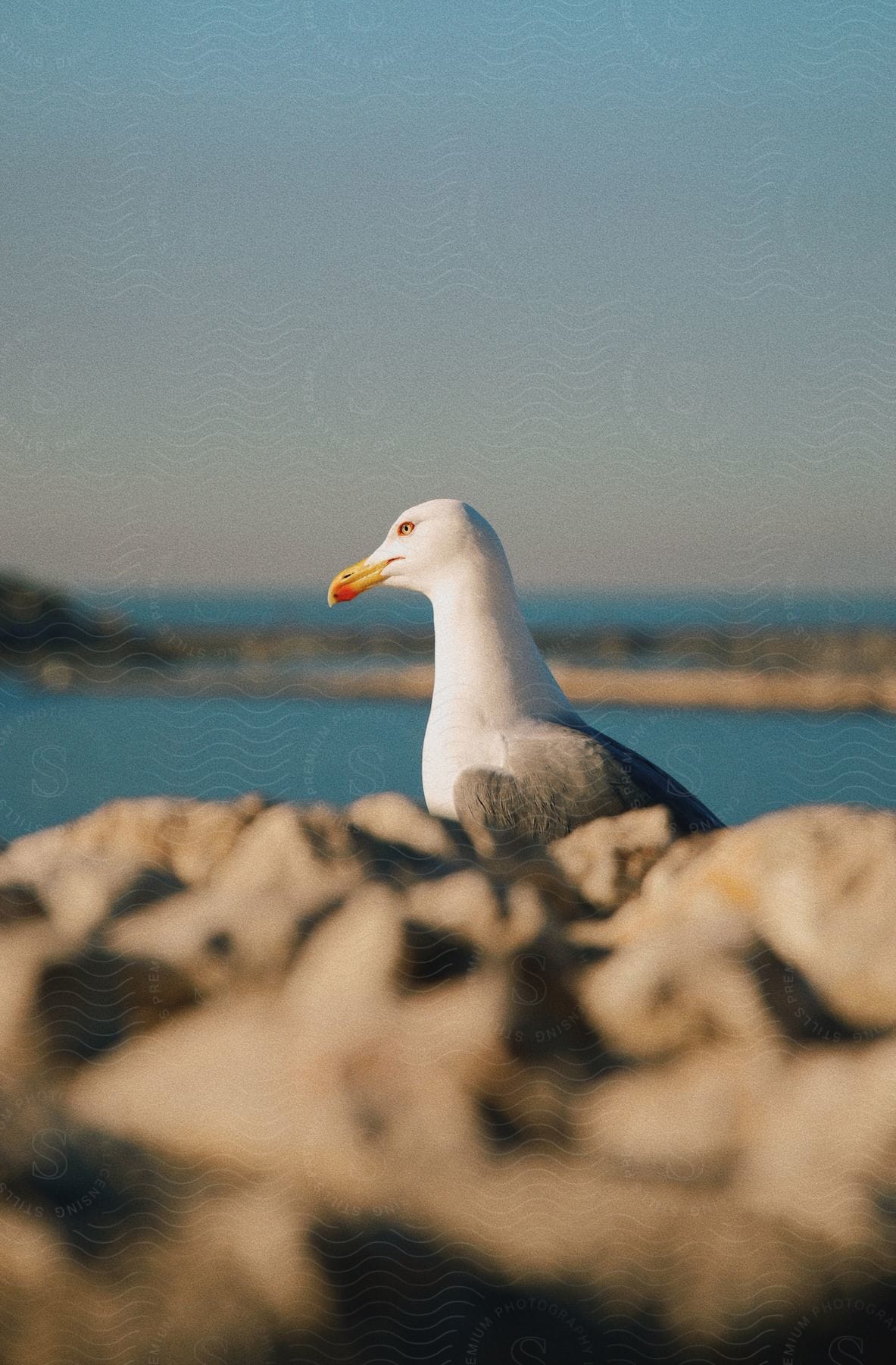 a sea gull at a pebble beach near the sea