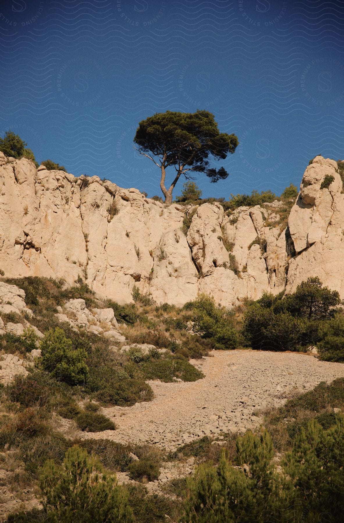 A tree stands on the edge of a desert canyon with plants and vegetation below