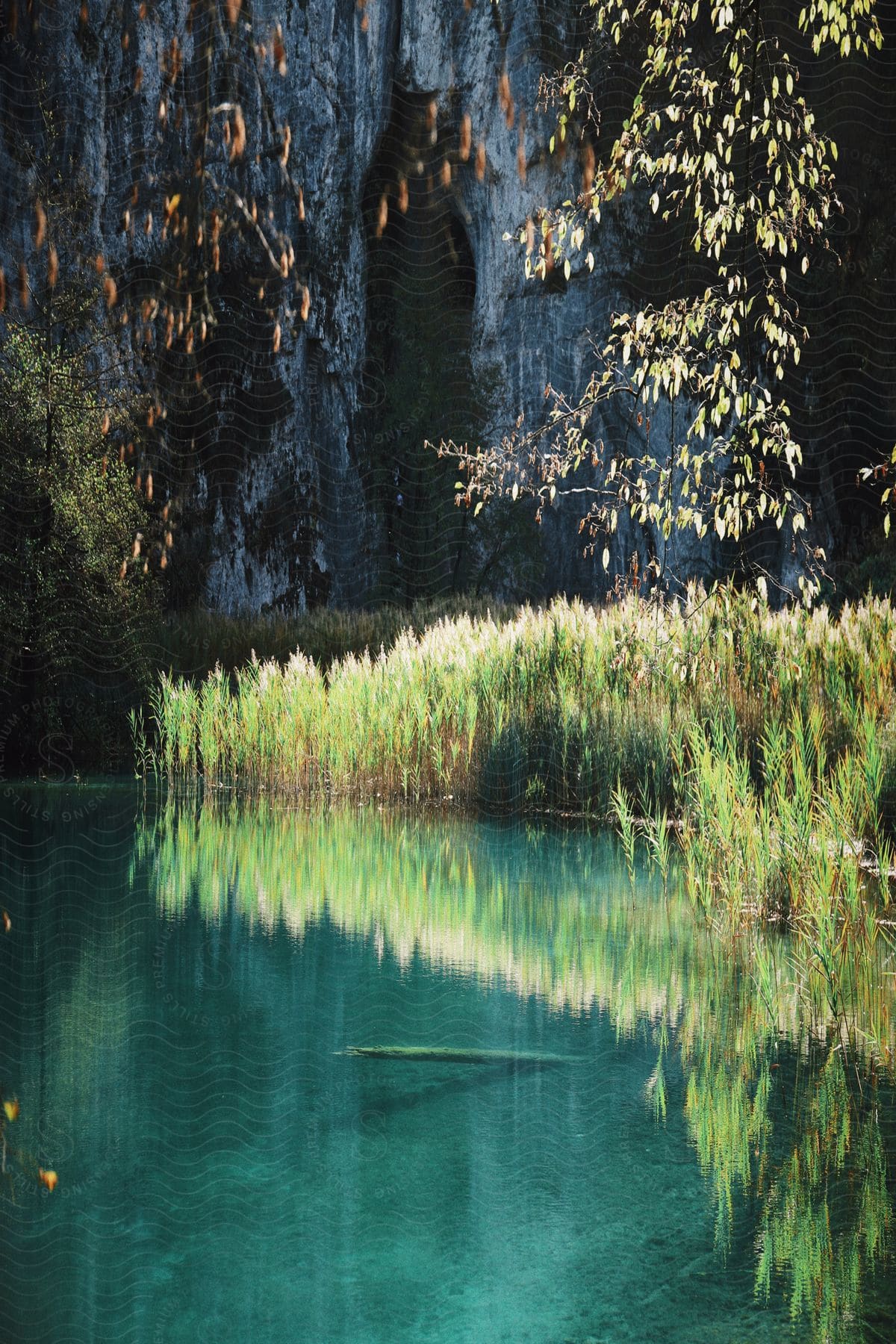 Crystal-clear turquoise lake with tall grasses and leaves, set against a cliff backdrop.