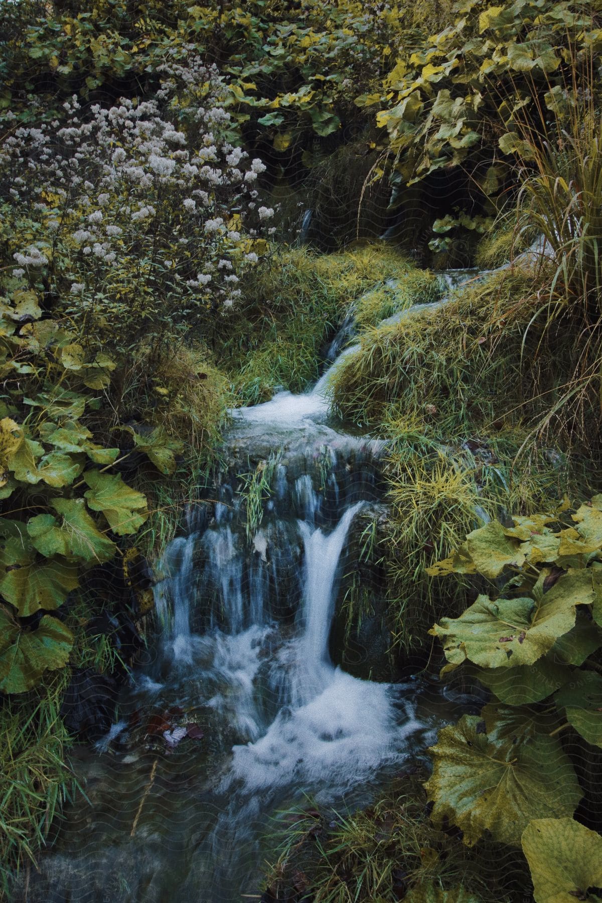 A stream is flowing through a built up weeded area.