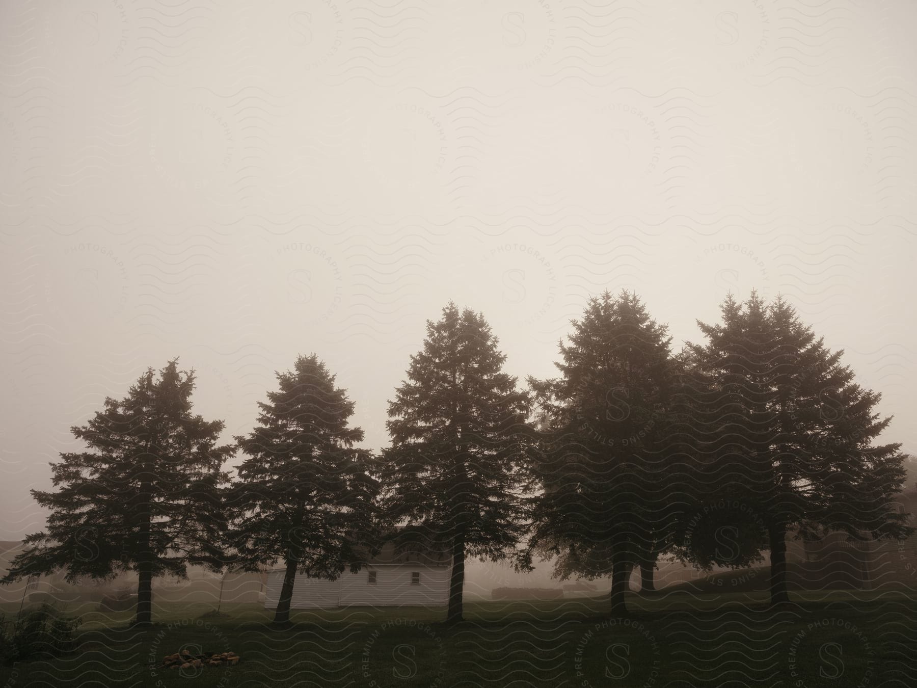 a group of trees in a foggy field.