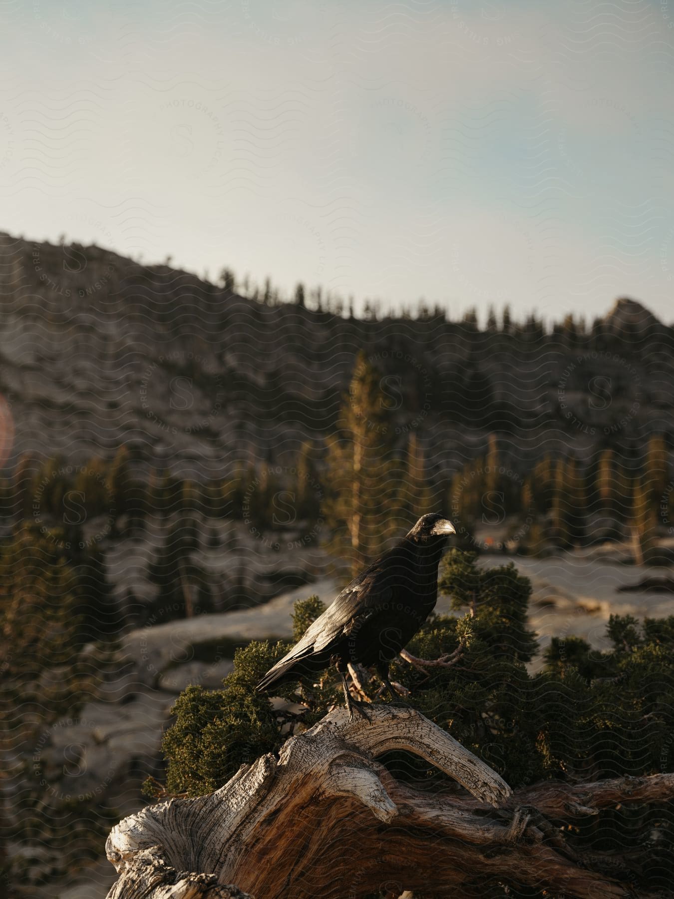 A black bird is standing on top of a dry wooden branch.