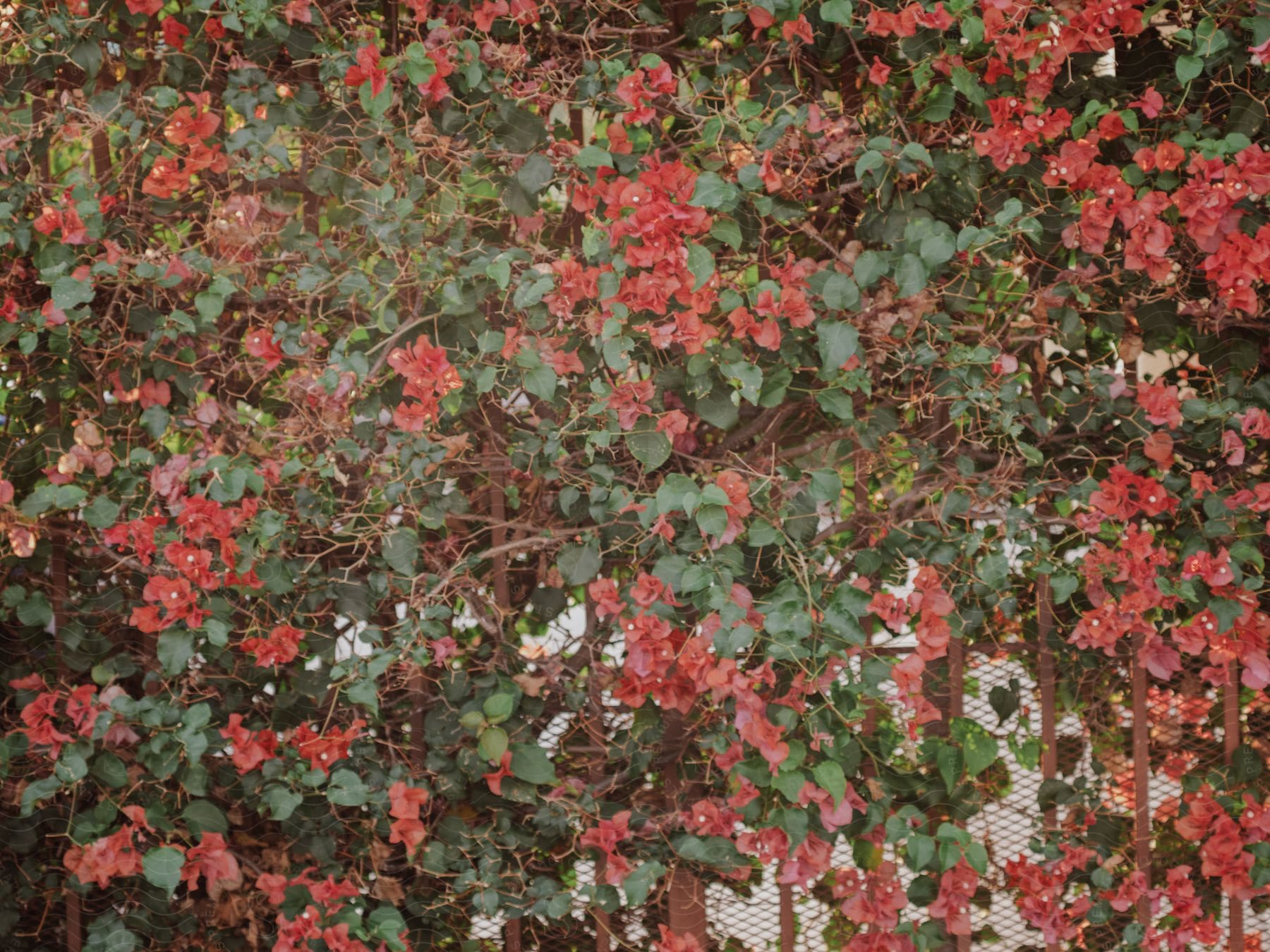 A view of some plants with flowers outdoors on a sunny day.