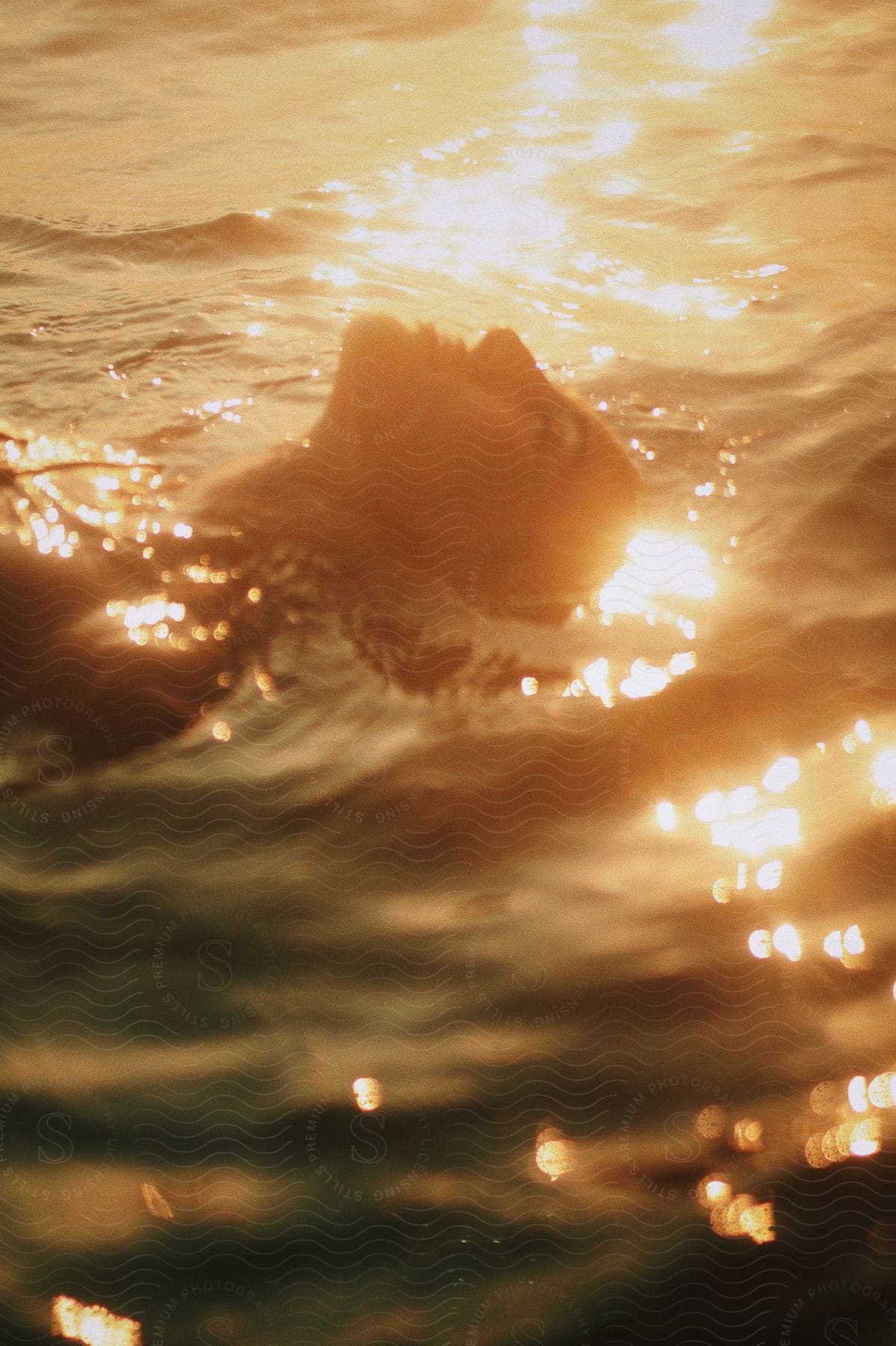 Golden sunlight shines on a woman's face and illuminates the water as she floats on her back