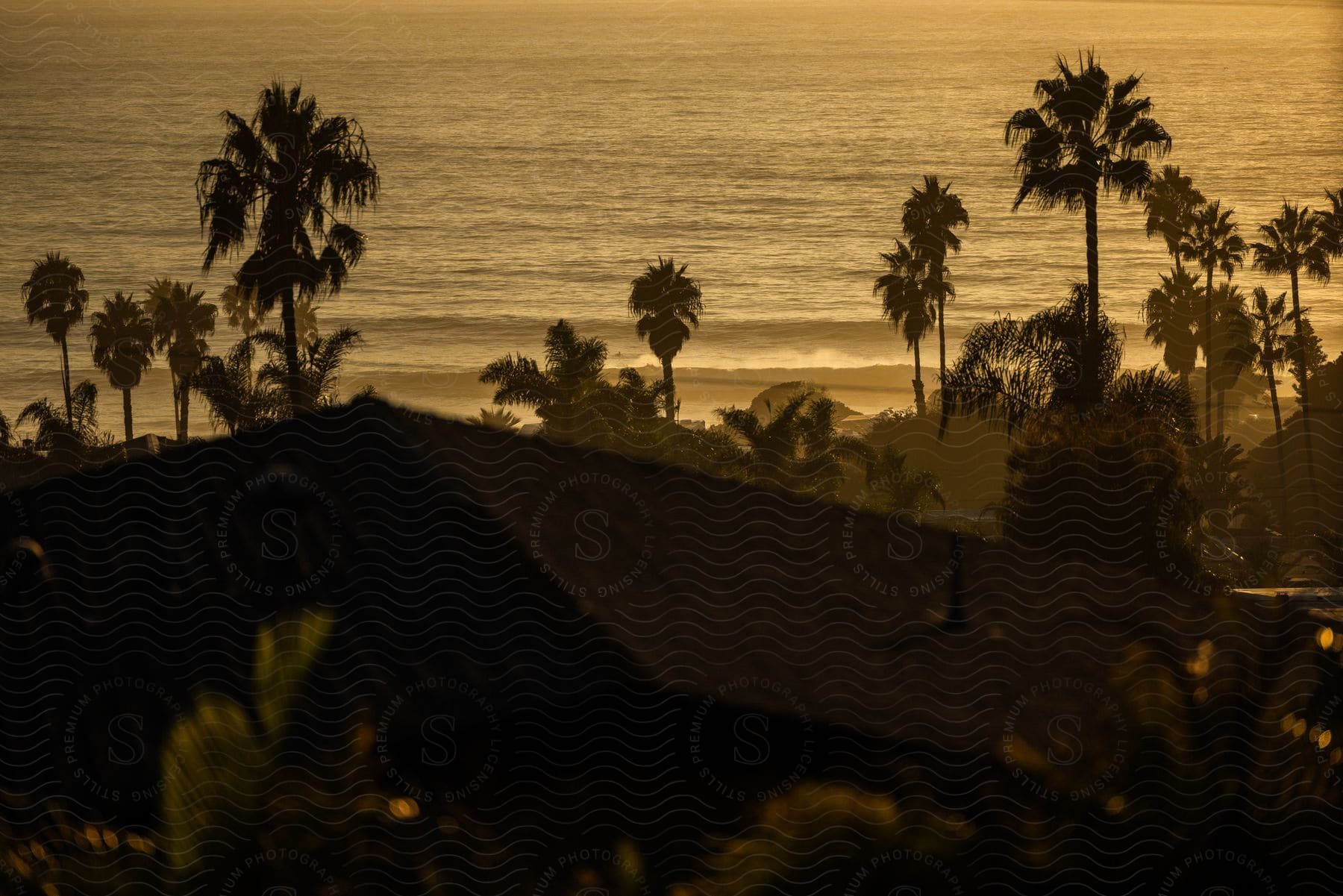 Some palm trees along the beach on a sunny day.