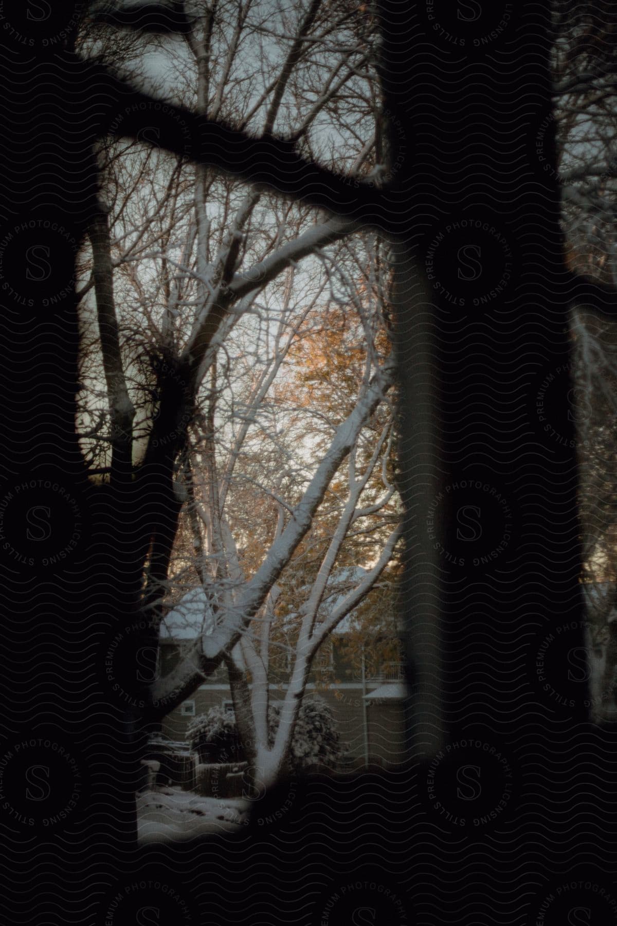 A view of some trees in a forest covered in snow.