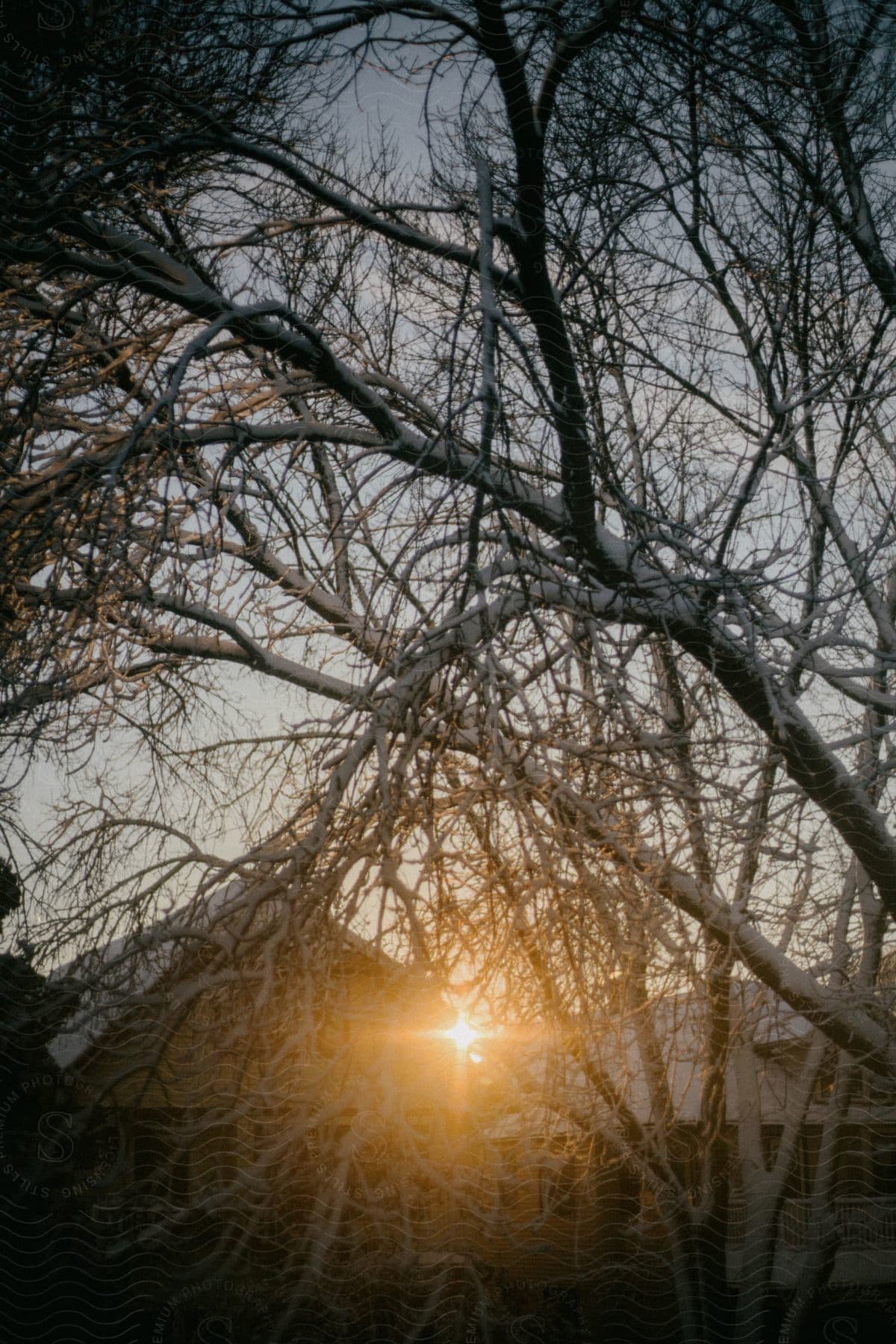 Some trees in a forest with fresh snow on them.