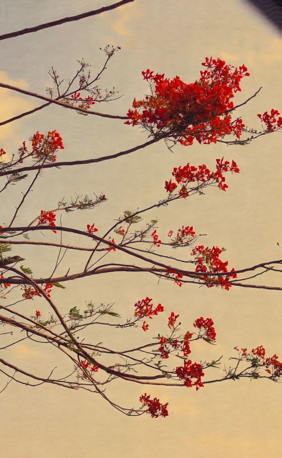 View of branches of a tree with red flowers.