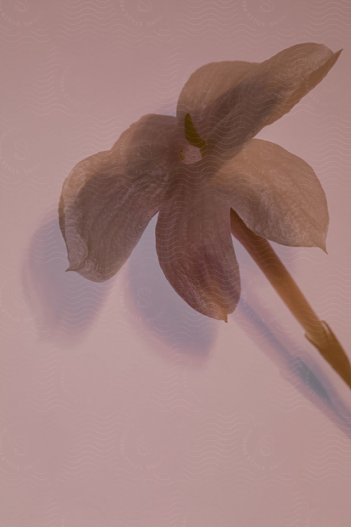 Still life of an isolated white jasmine.