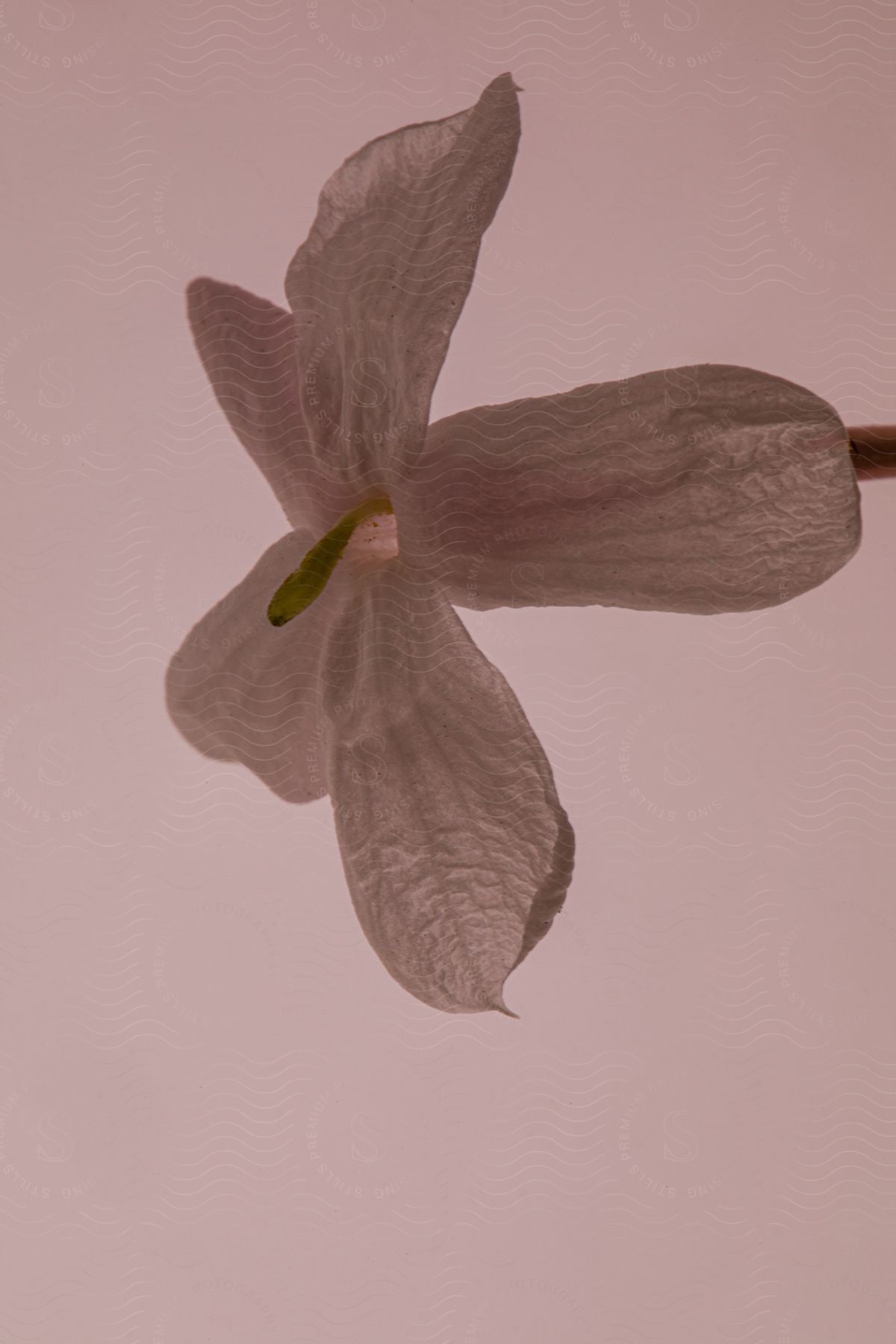 Close up of a white jasmine