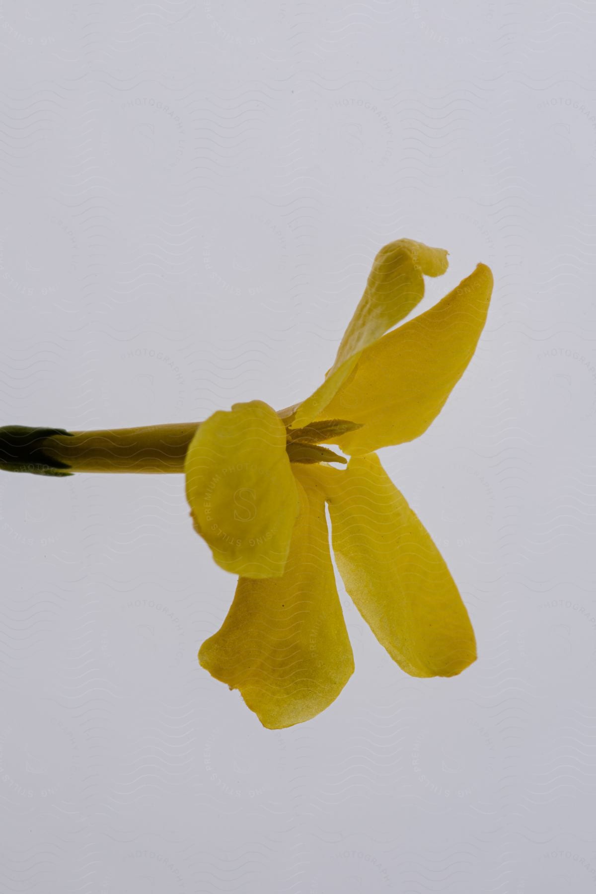 Single yellow jasmine against a white background.