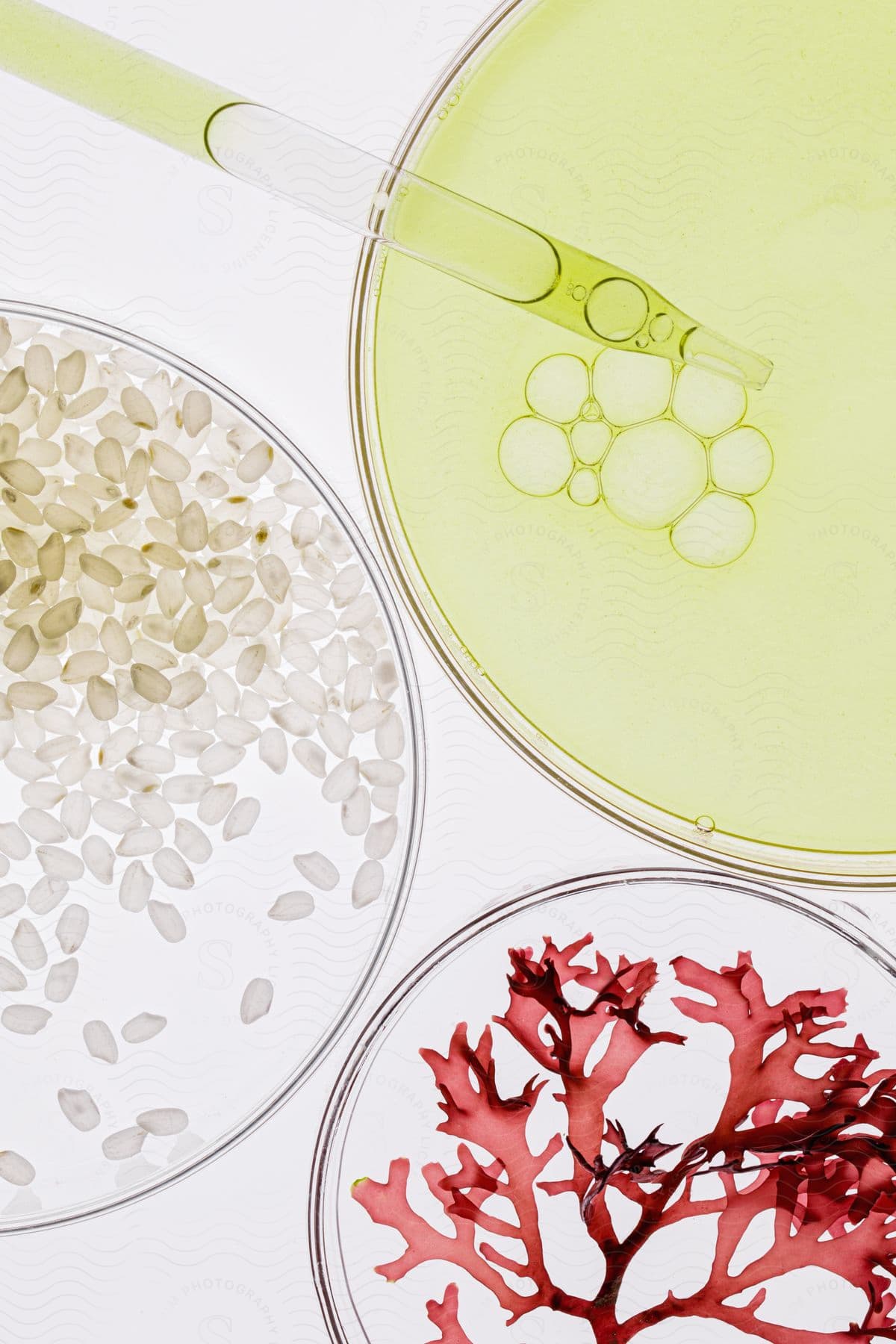 rice grains, red algae and a light green liquid in three petri dishes and a dropper.