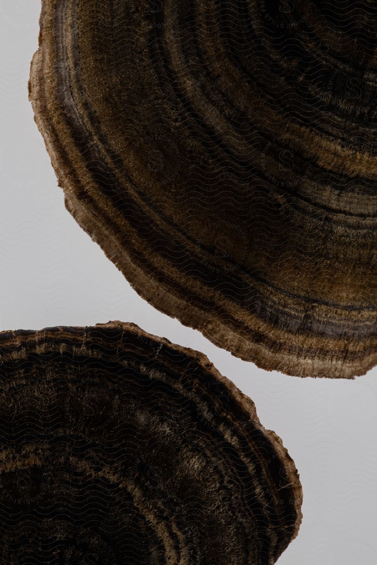 Stock photo of two brown dried turkey tail mushroom.