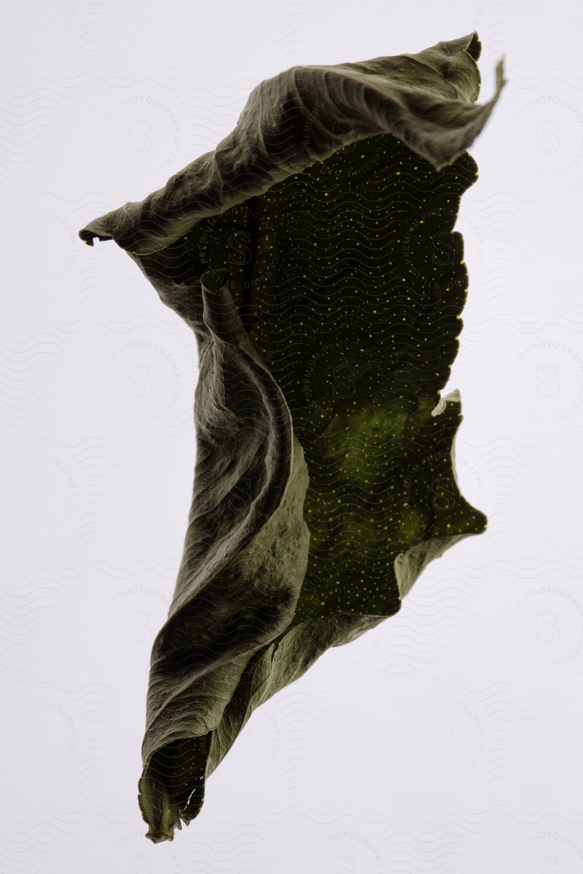A dry herbal leaf is curling