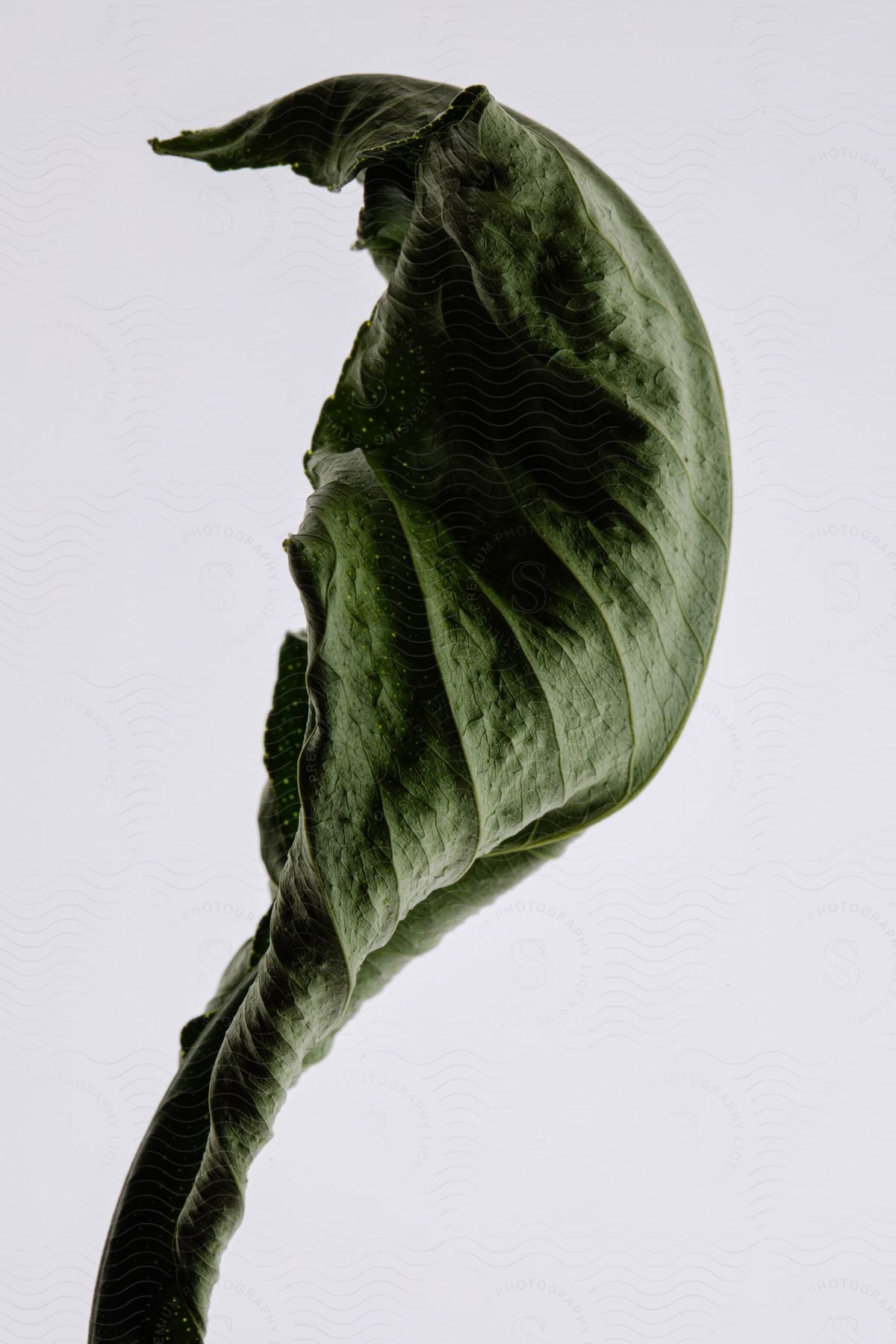 Curled green leaf with a white background.