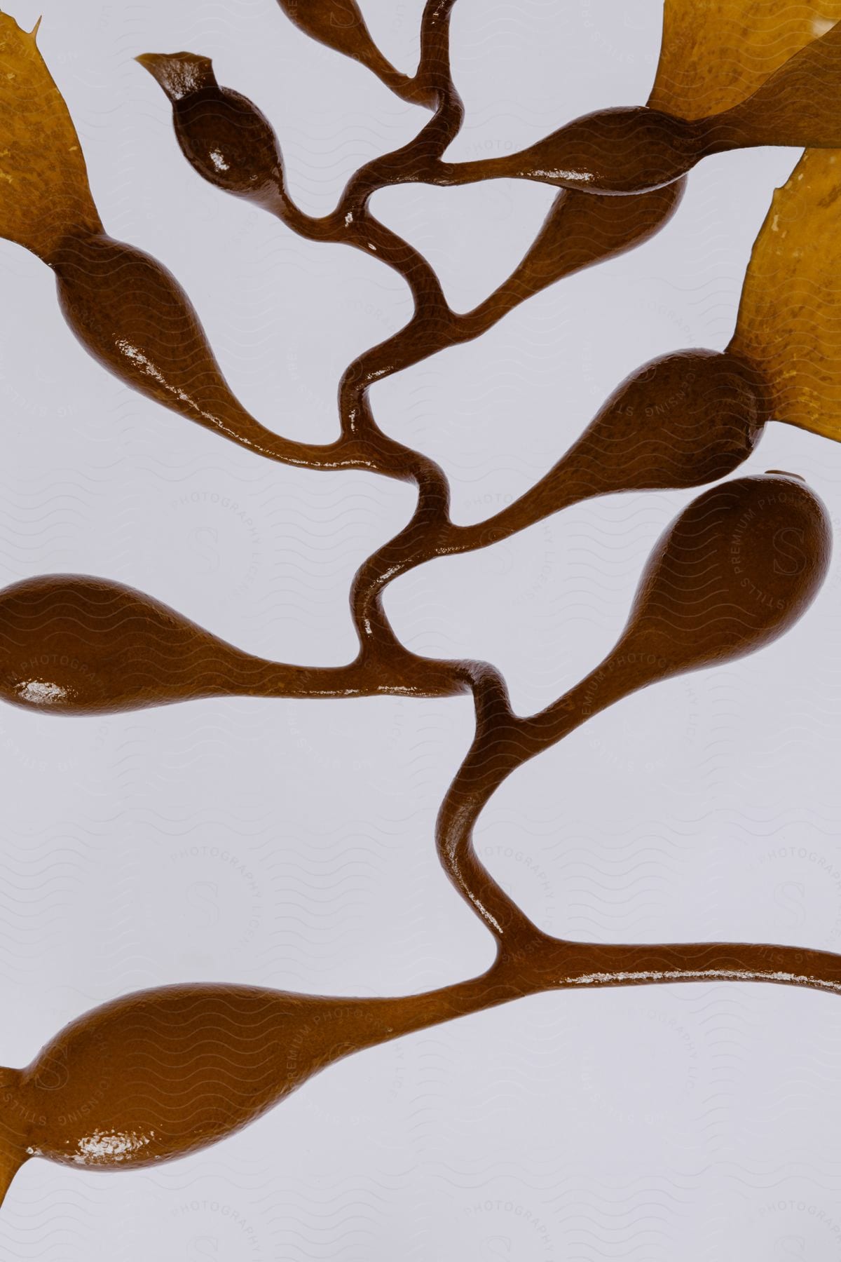 Still Life Of Giant Kelp With Branching Structures In A Dense Brown Liquid