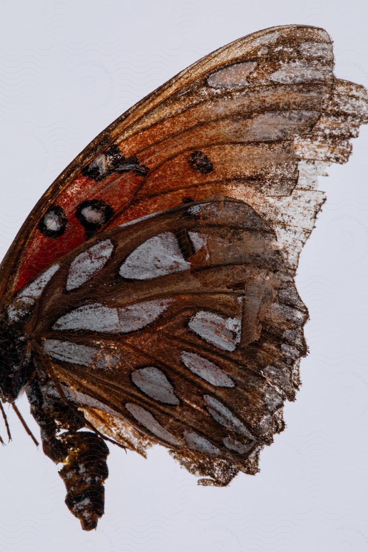 Extreme close-up of a large butterfly with white oval shapes on its wings.