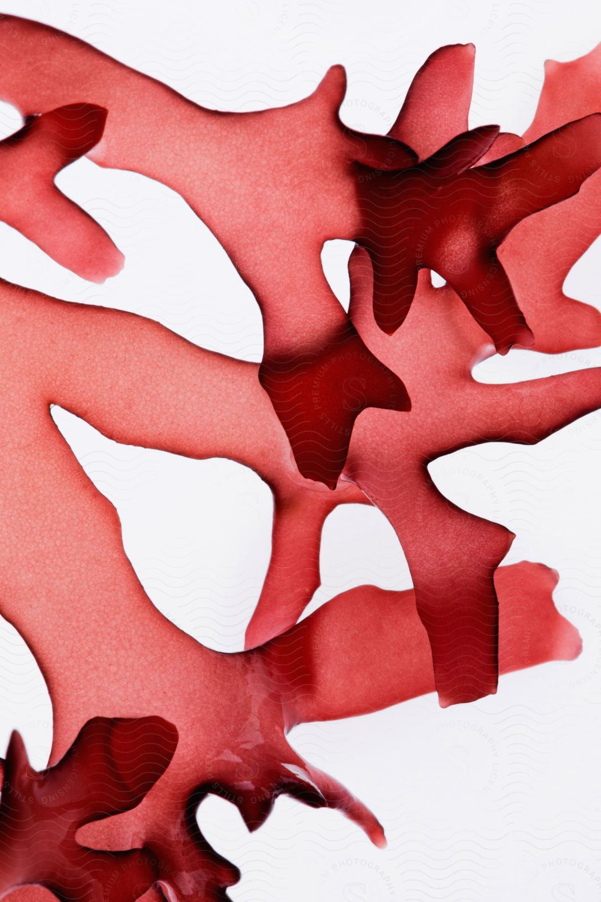 Abstract shapes of red macro algae against a white background.