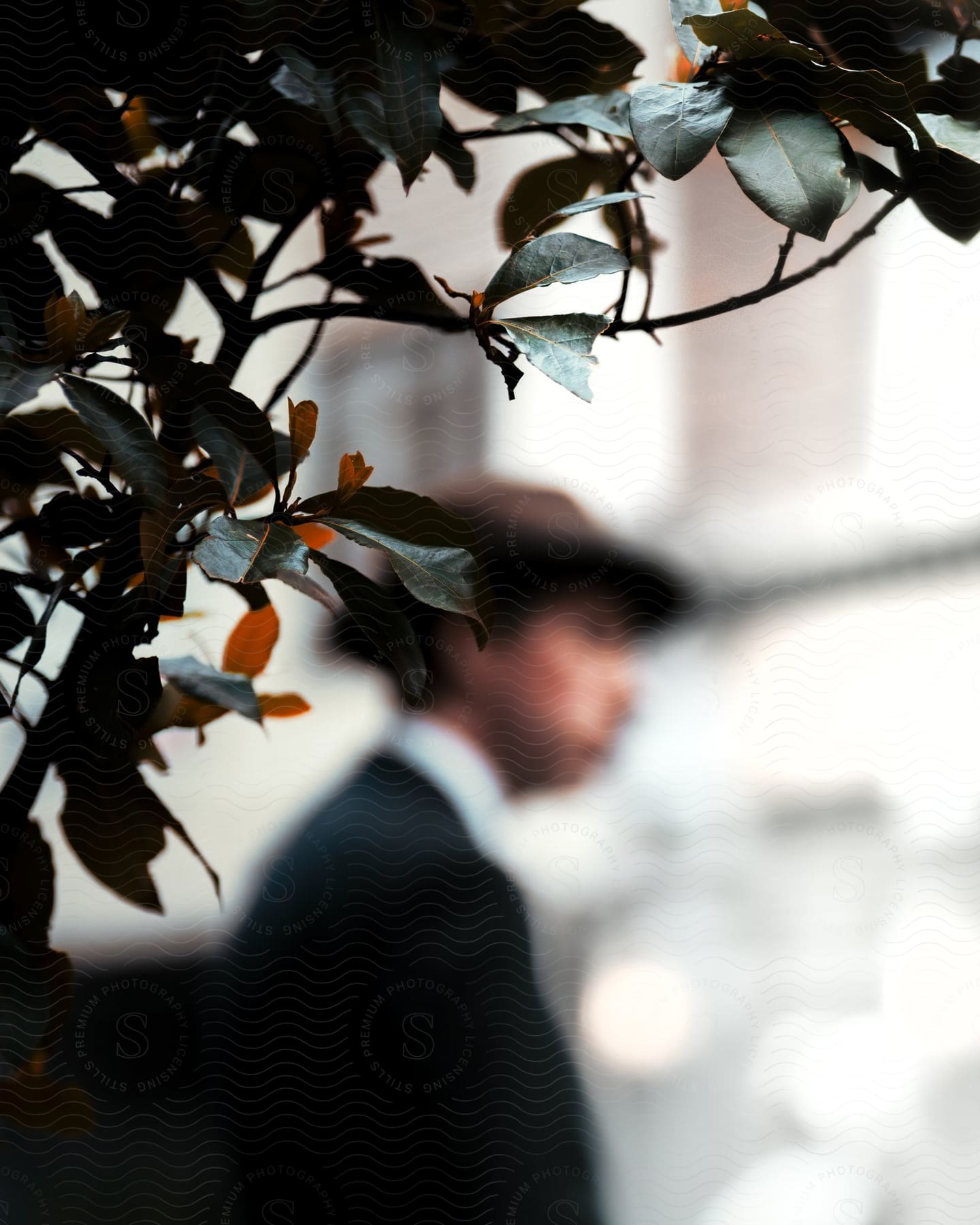 Leaves And Branches Of A Plant With A Blurred Background Of A Man In A Suit And Hat