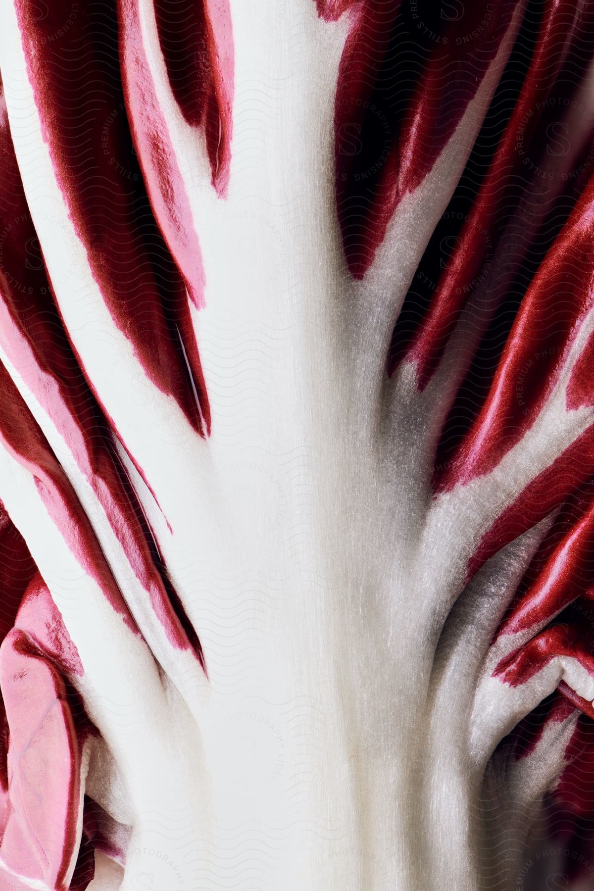 Close up of the stem of a leaf of radicchio