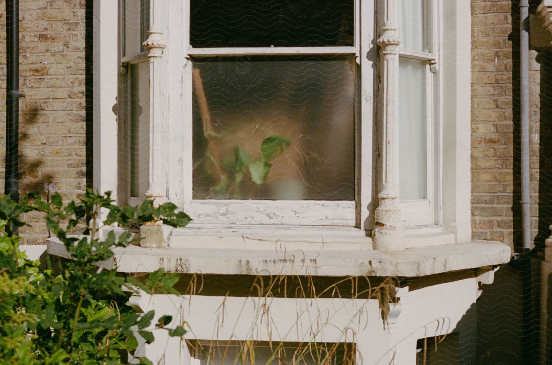 a window of an abandoned building with tall grasses growing on the lawn