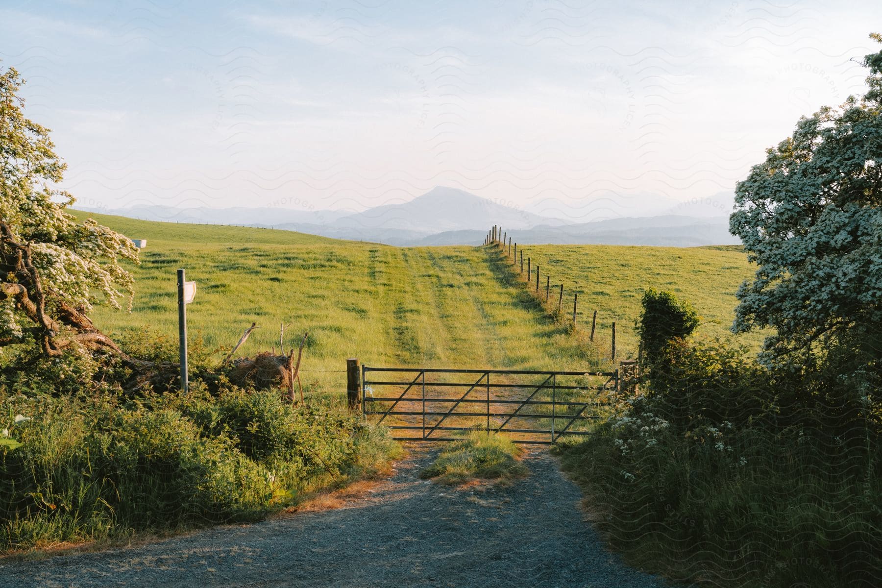 A gravel road leading up to a pasture gate.