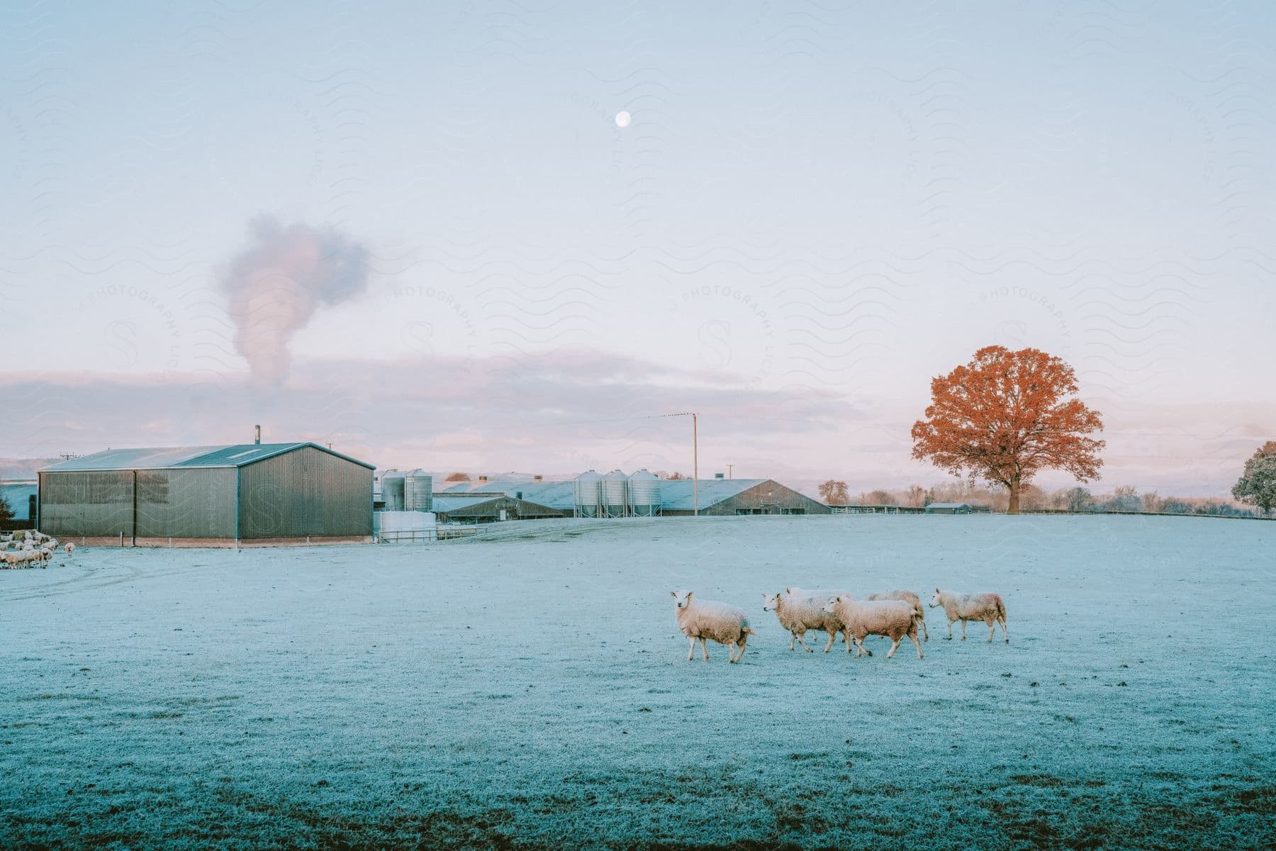 Sheep graze in the pasture near agricultural outbuildings.