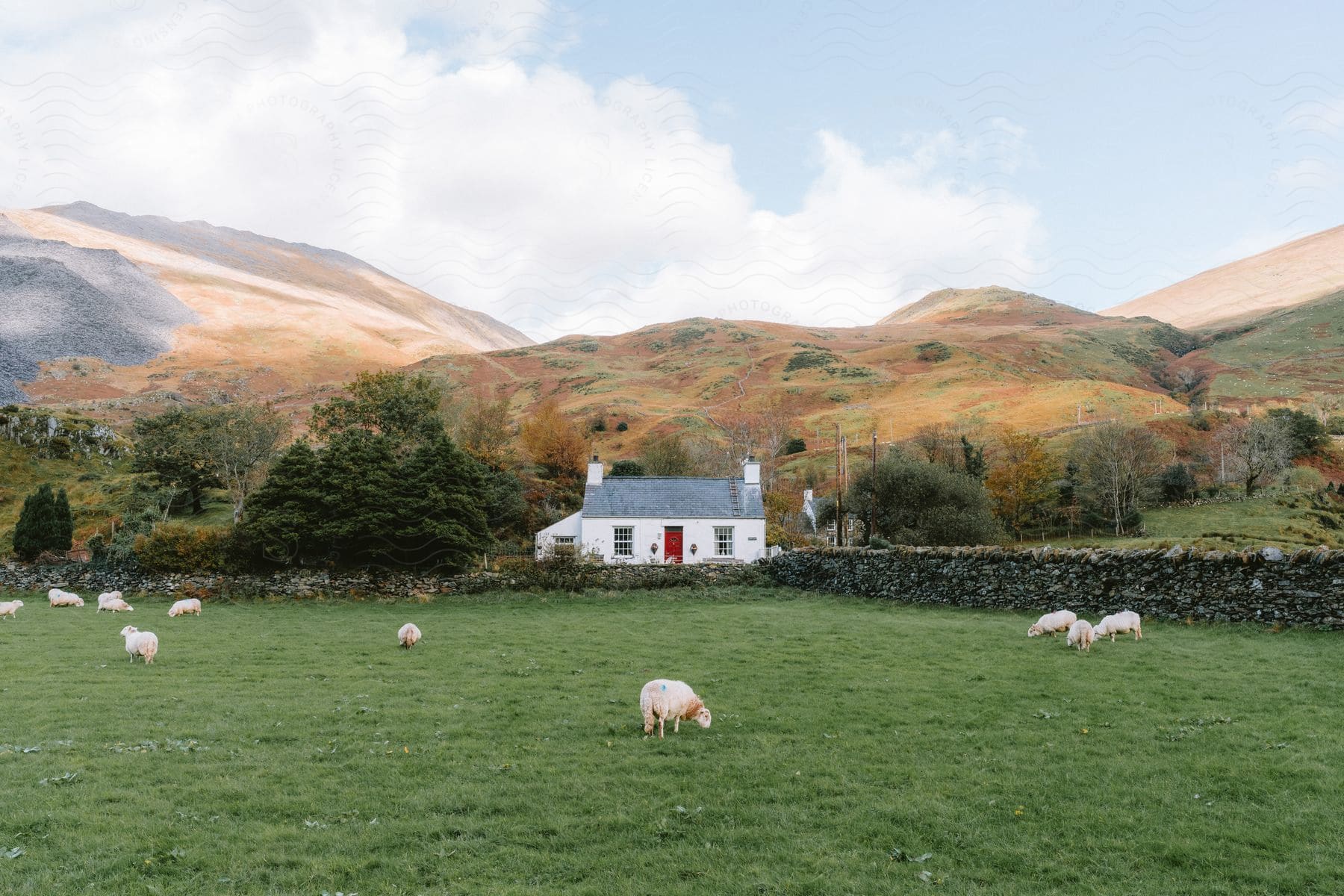 Sheep graze in a field outside of a house at the foot of a mountain