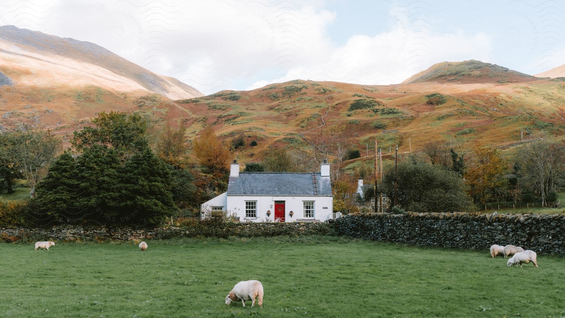 herd of sheep grazing an open green field in front of a house close to the mountain